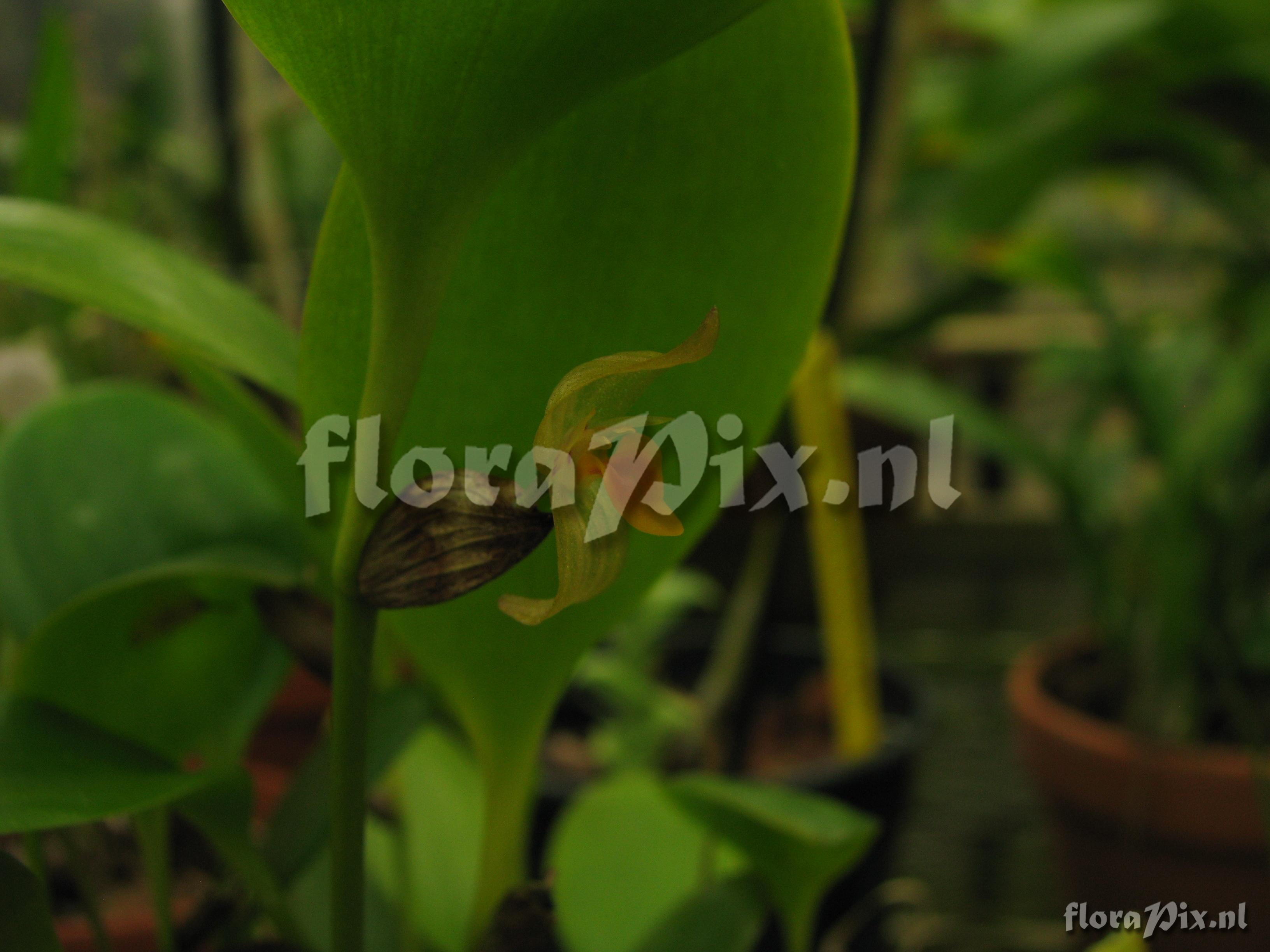 Pleurothallis lojore