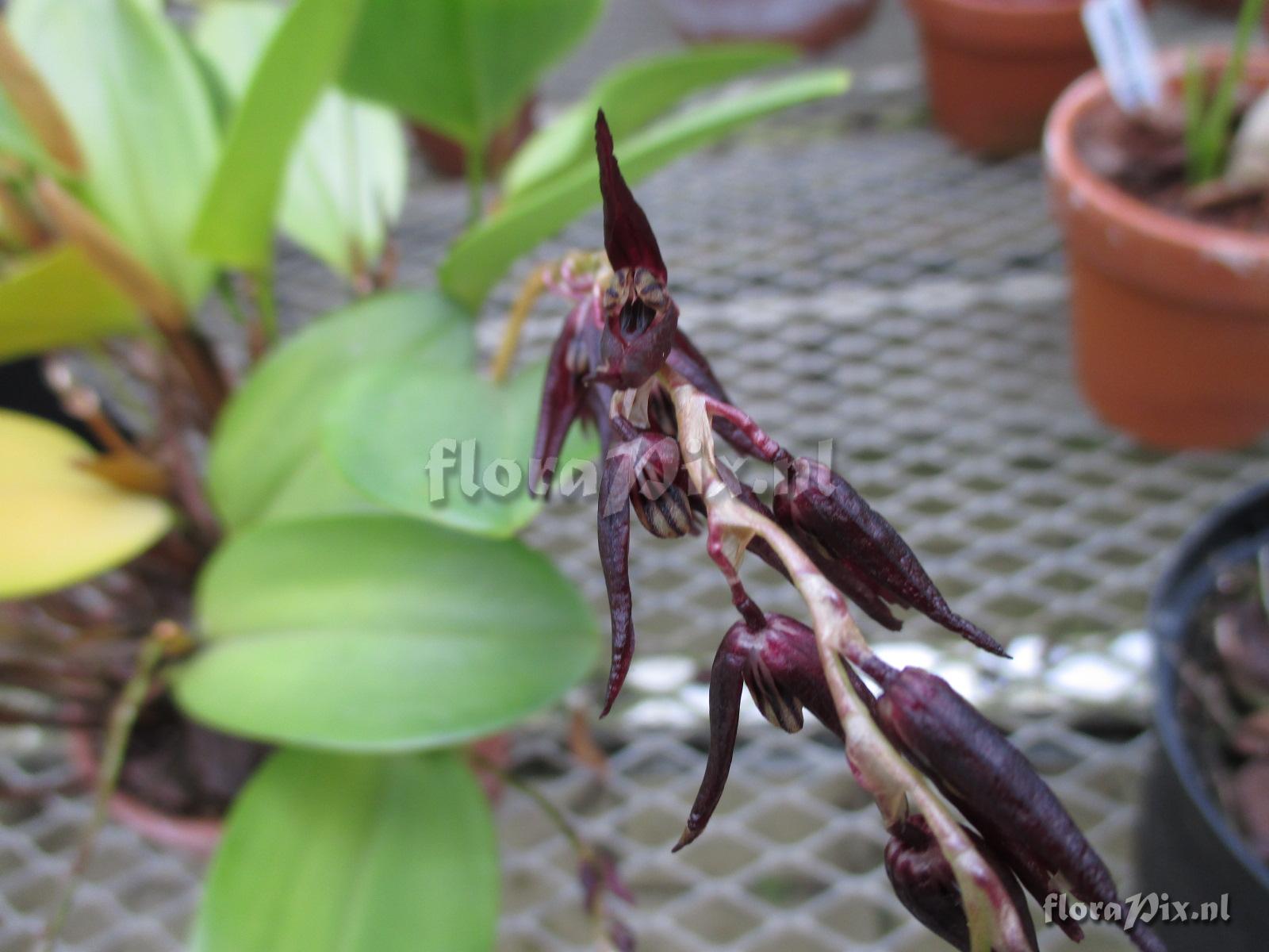 Pleurothallis tuerkheimii