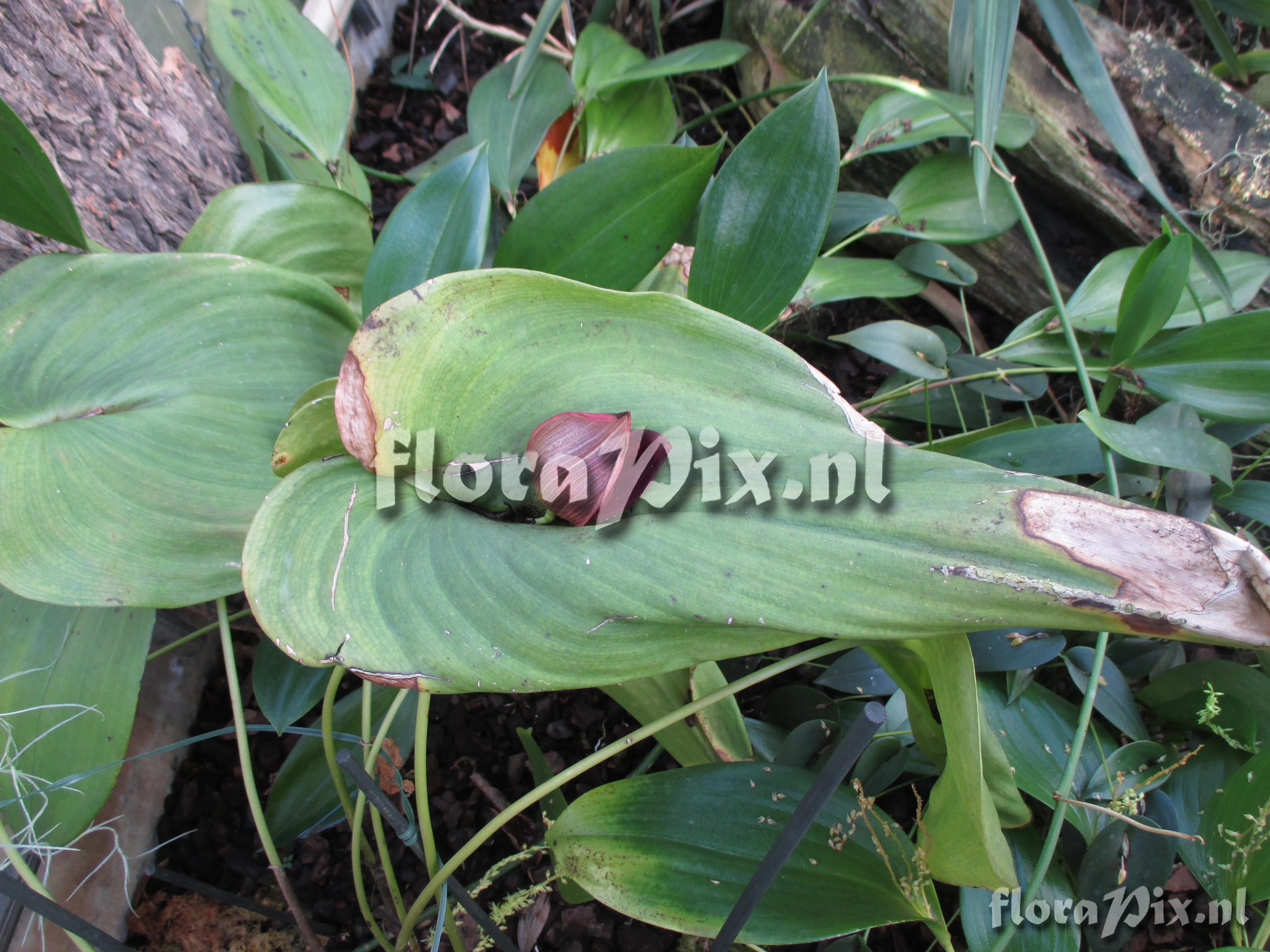 Pleurothallis gargantua