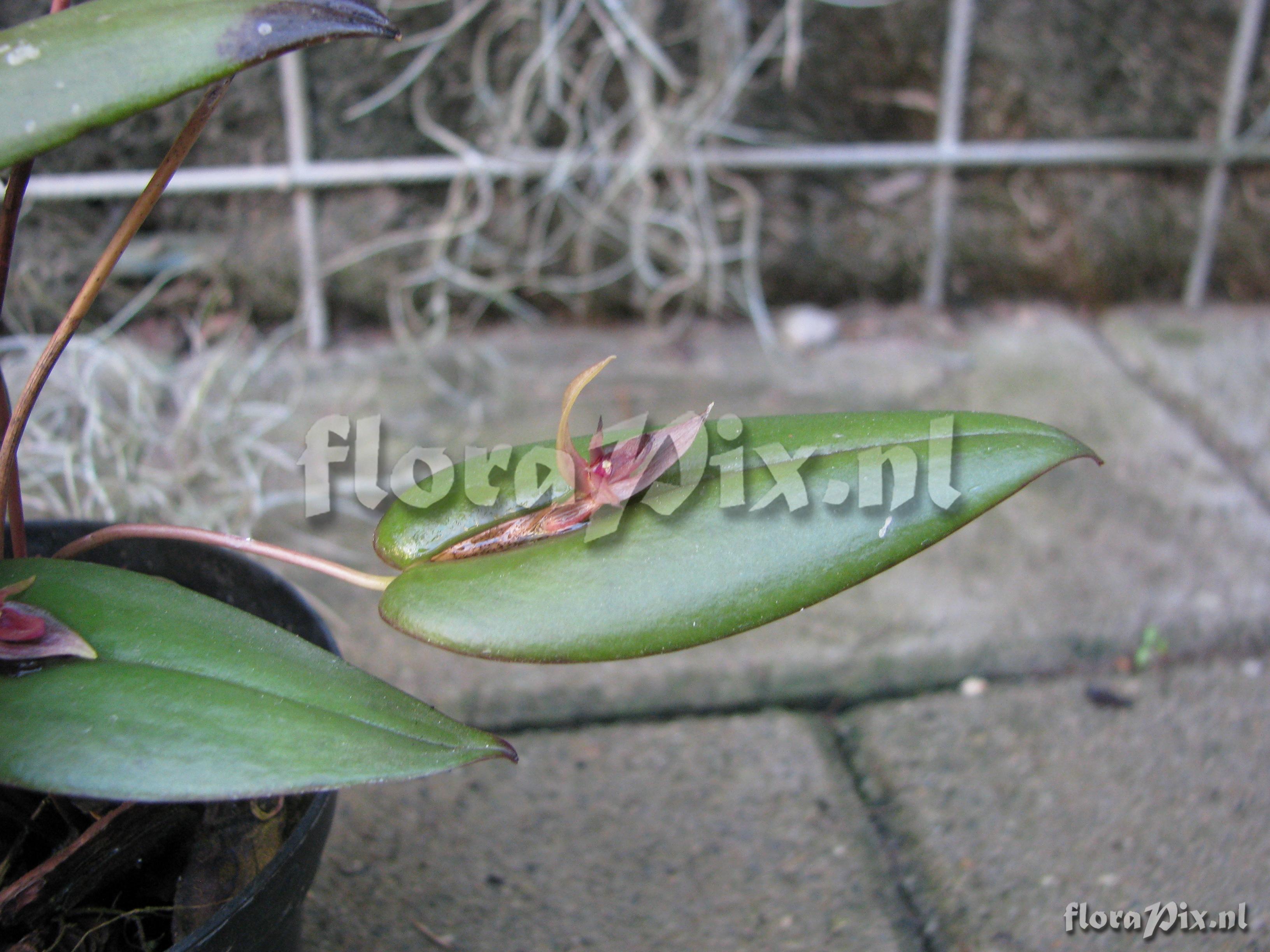 Pleurothallis stenopala