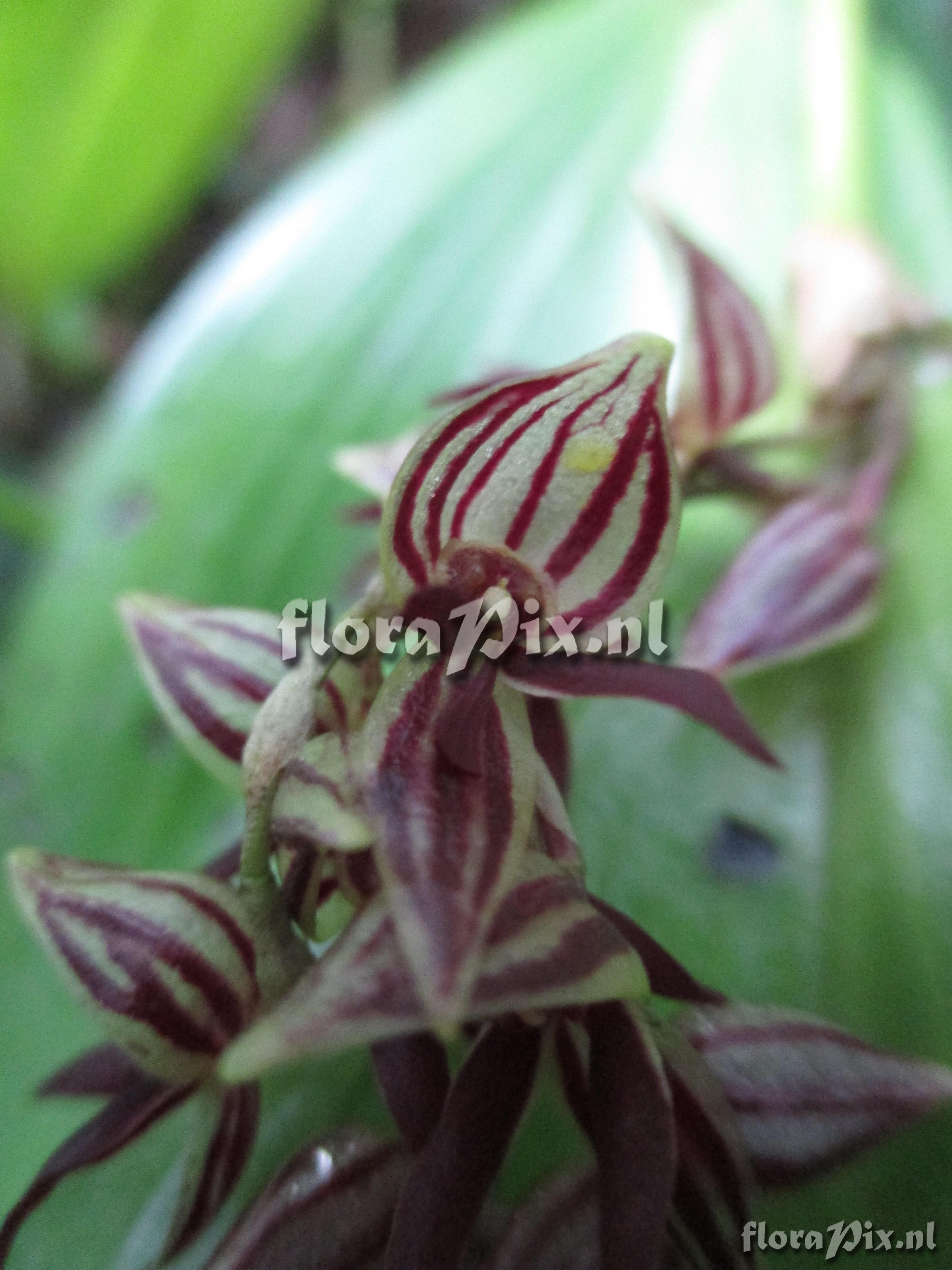 Pleurothallis lindenii