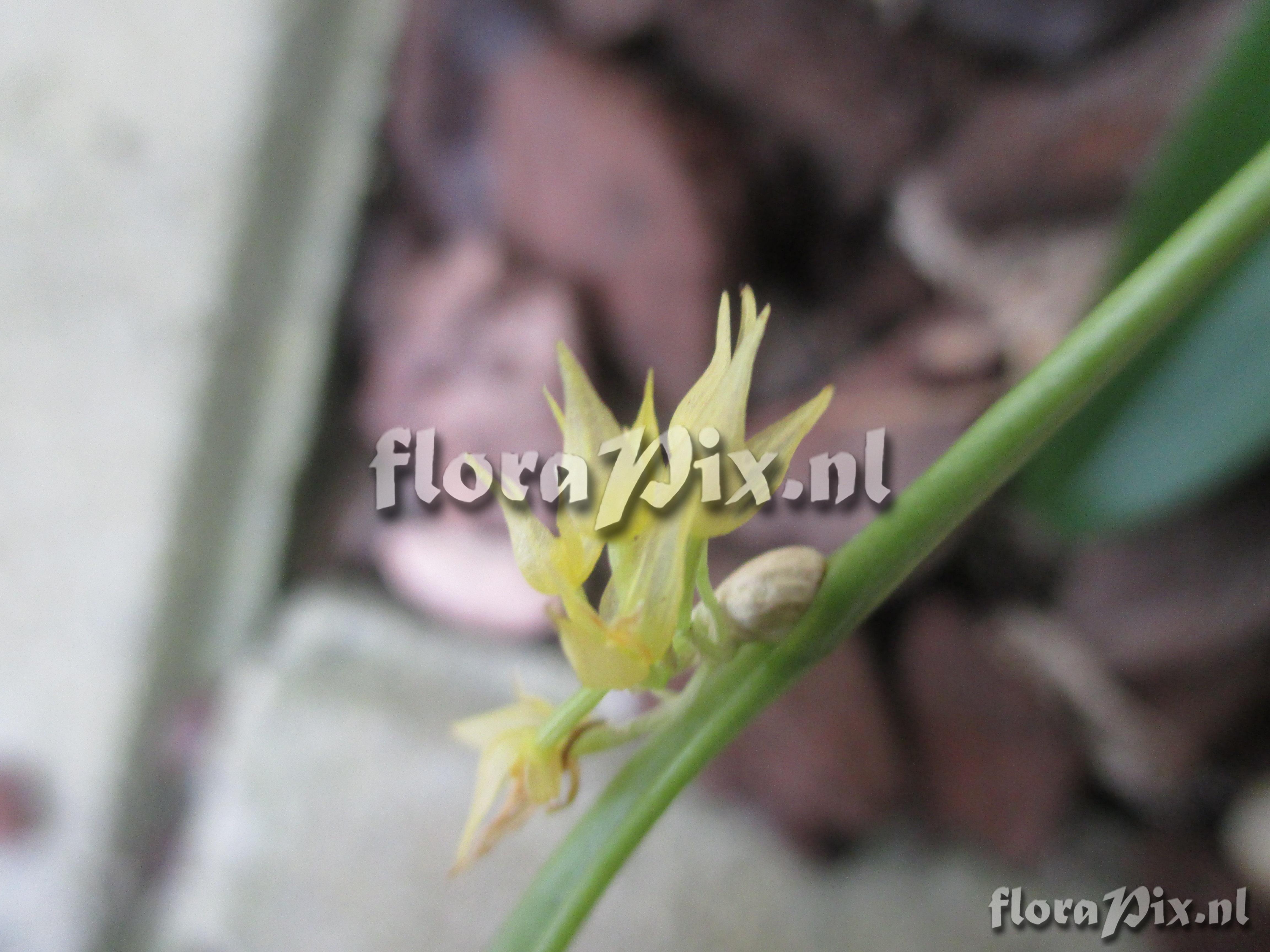 Pleurothallis ruscifolia