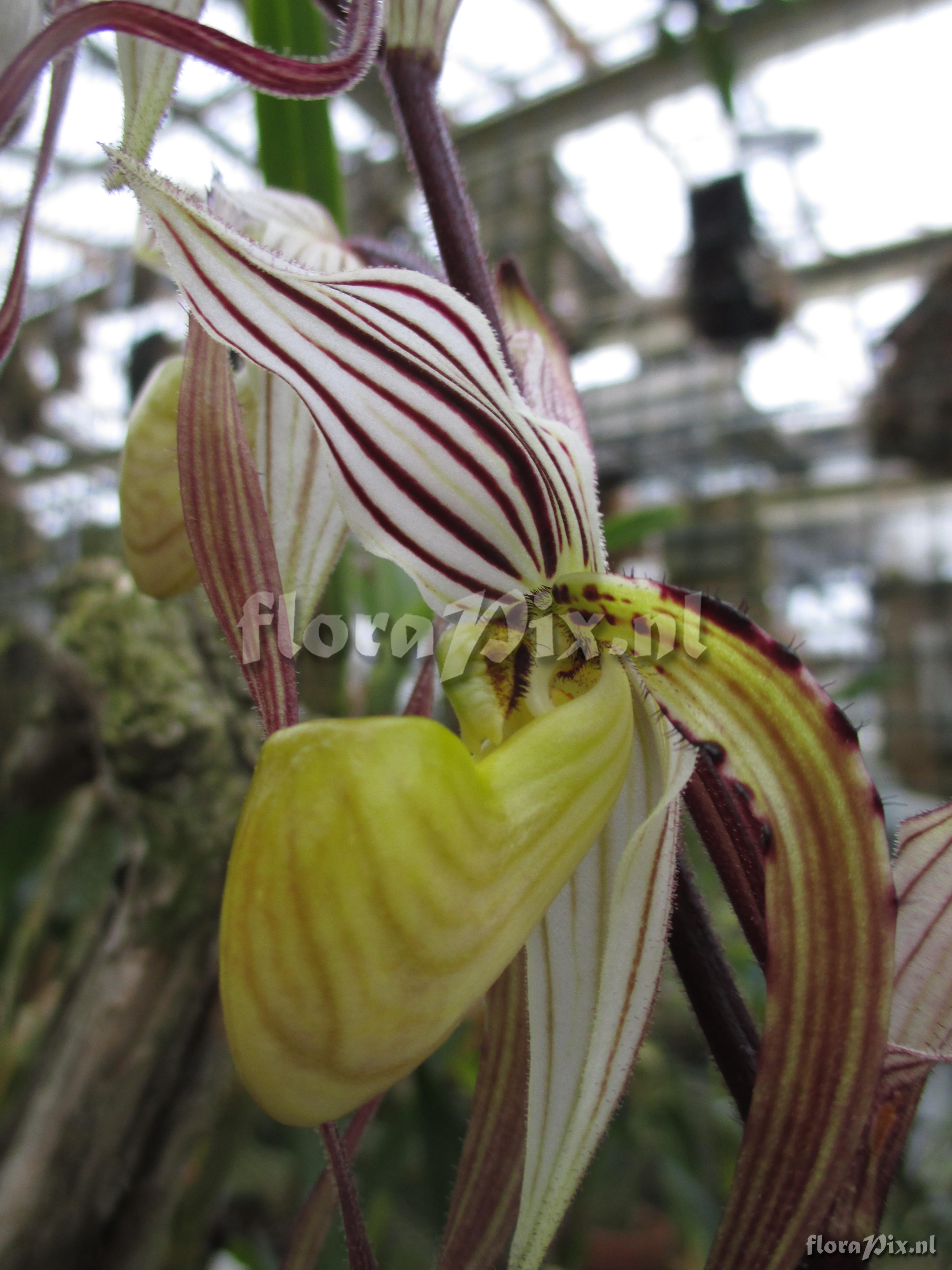 Paphiopedilum philippinense