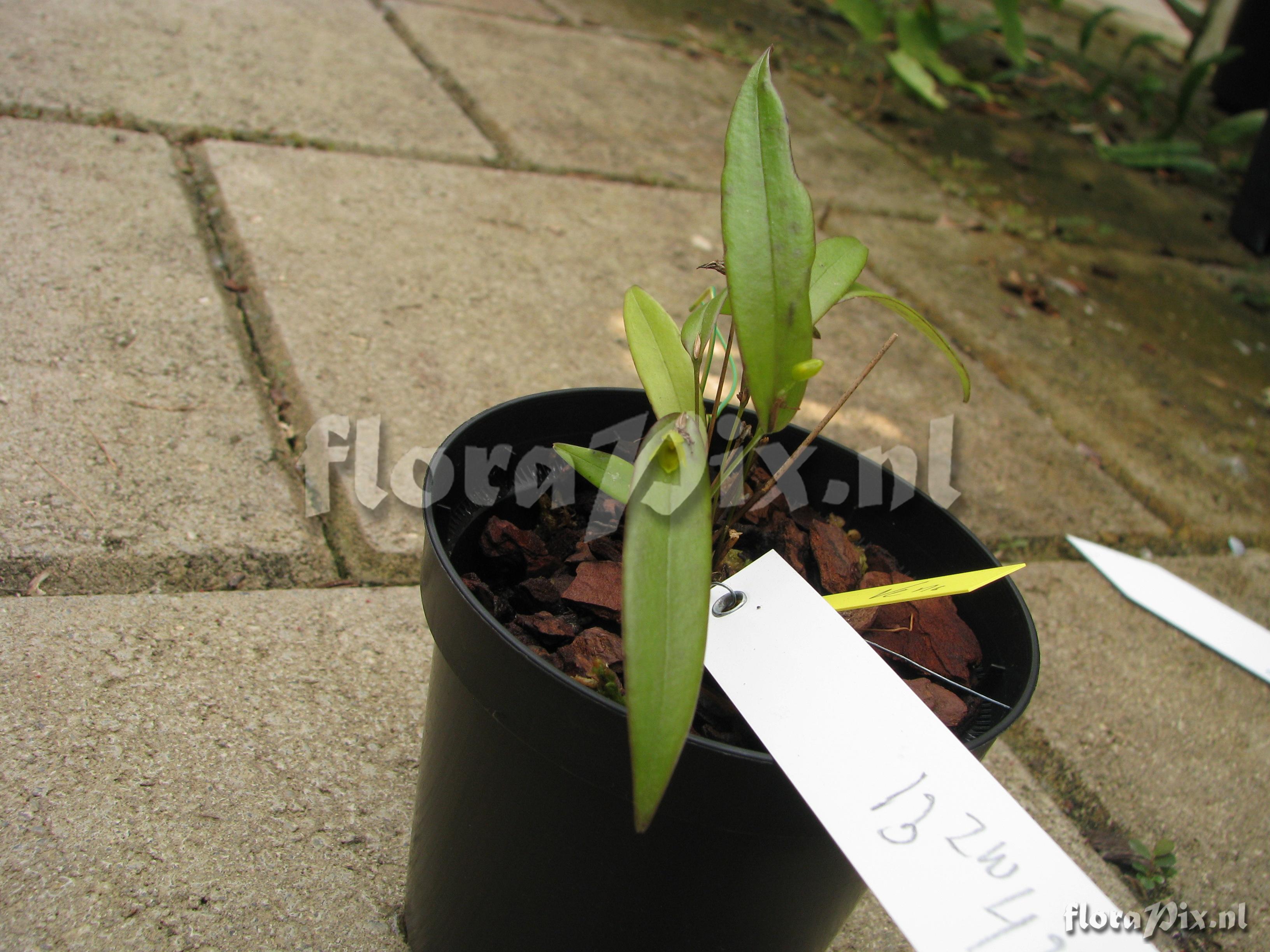 Pleurothallis spec.