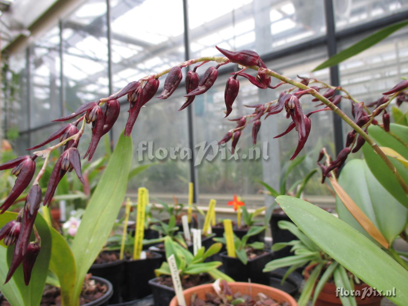 Pleurothallis tuerkheimii