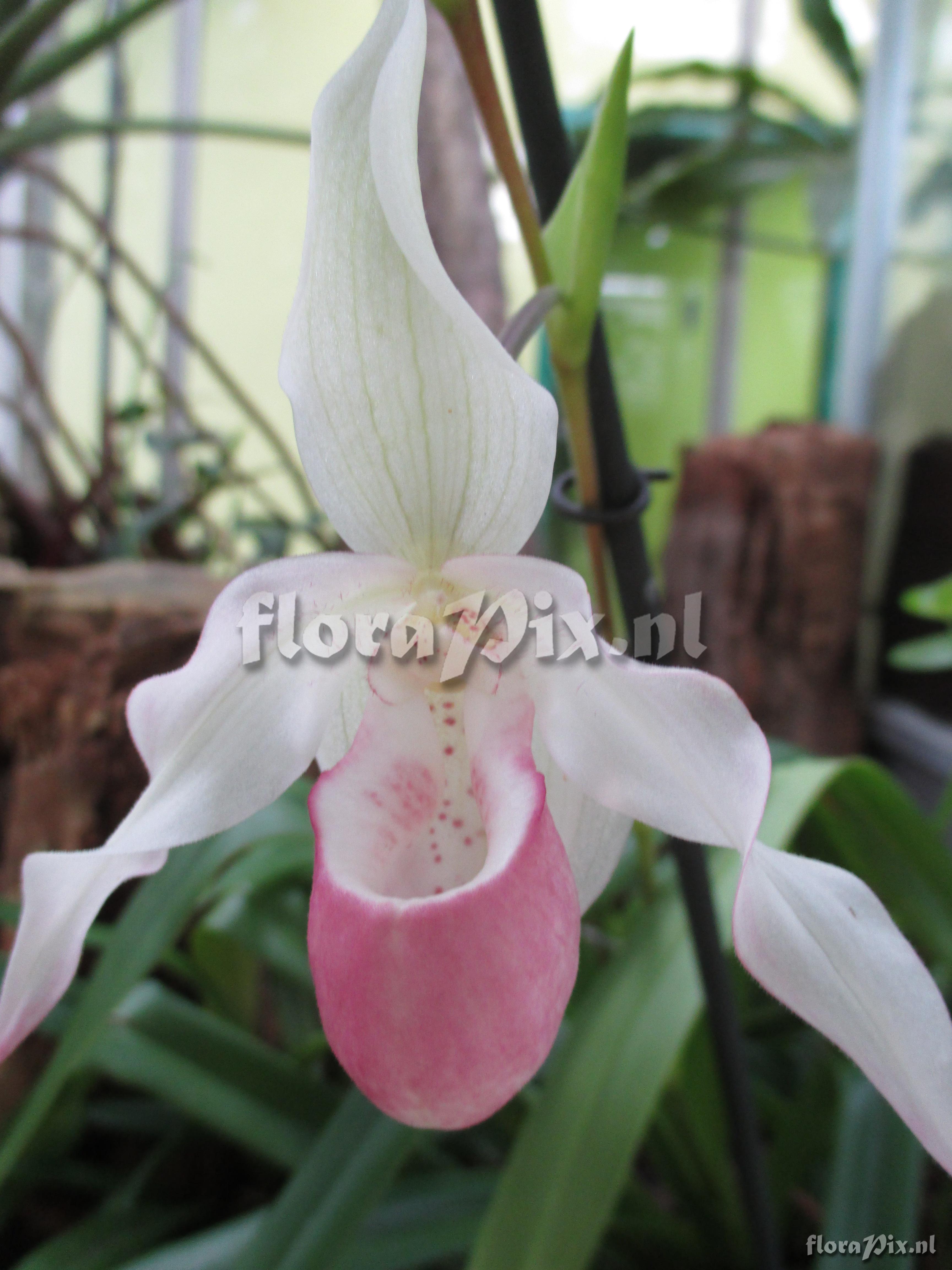 Phragmipedium x sedenii