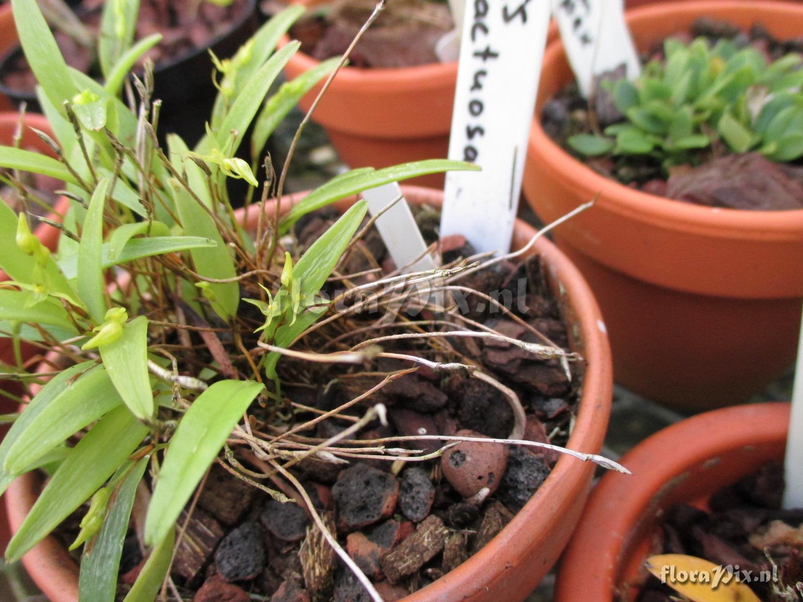 Pleurothallis lactuosa