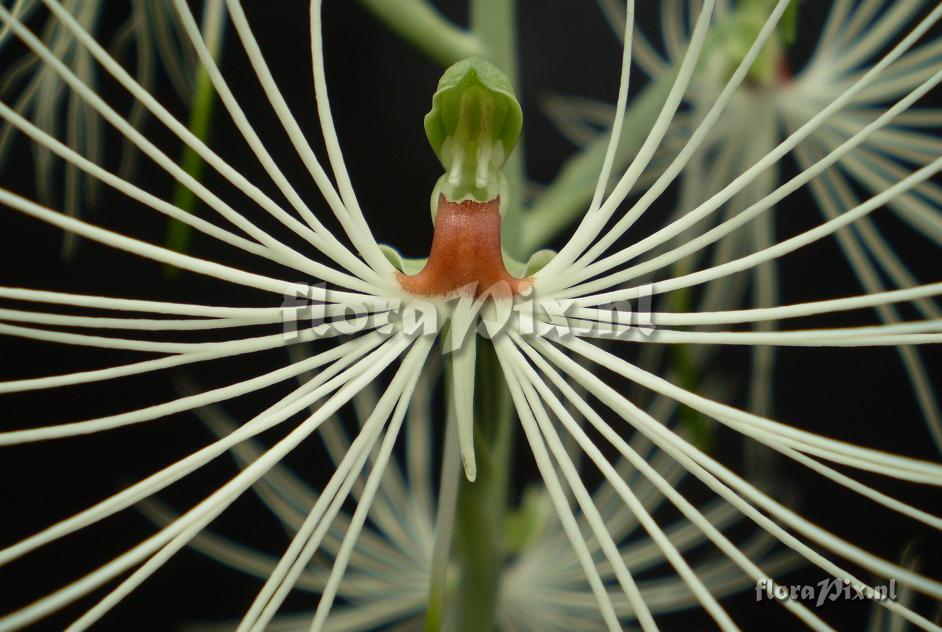 Habenaria medusa (syn. H. myriotricha)