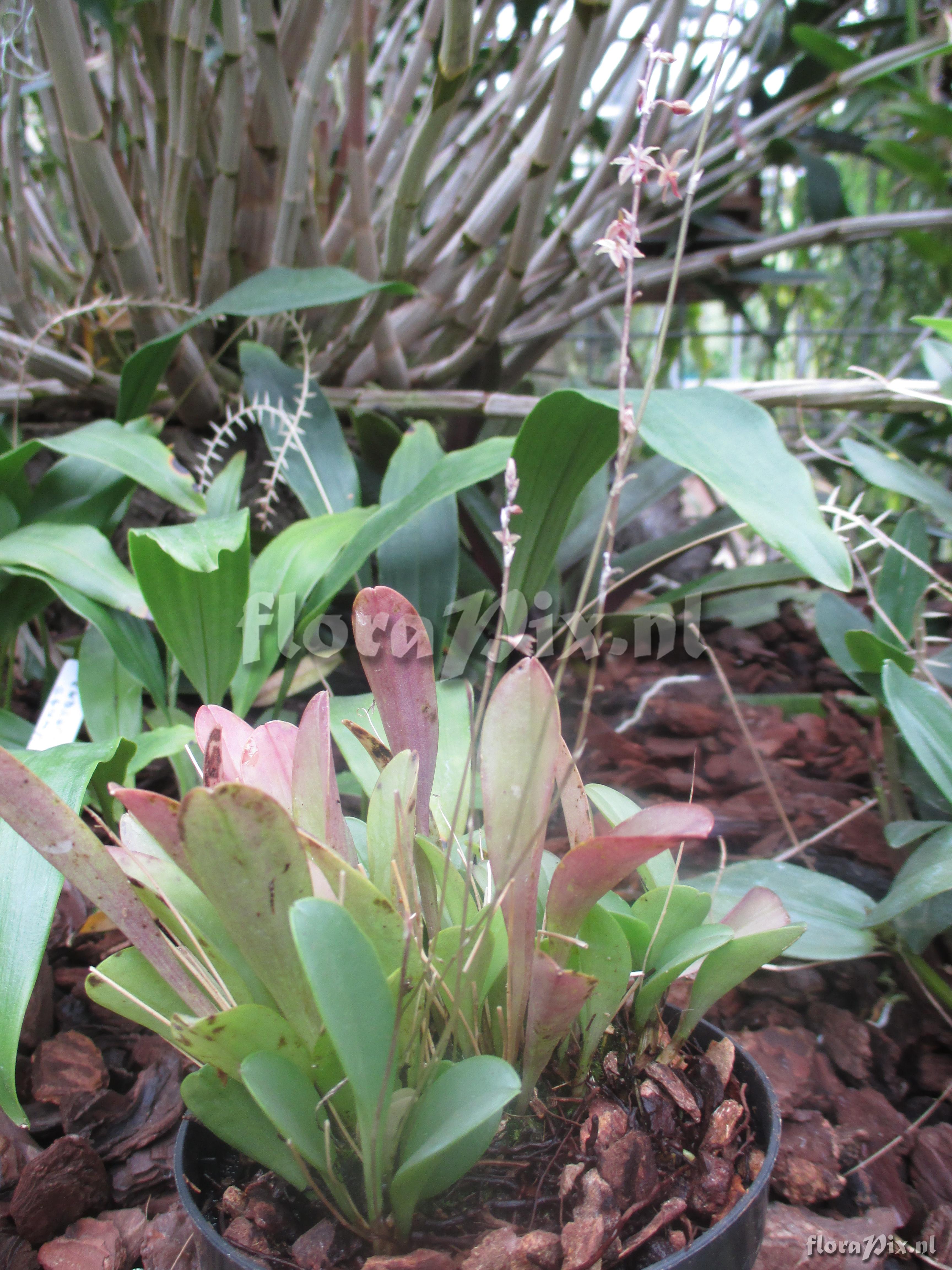 Pleurothallis spec.