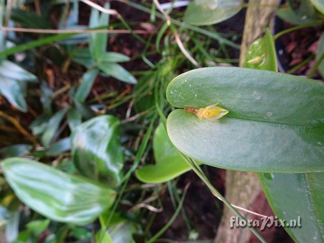 Pleurothallis spec