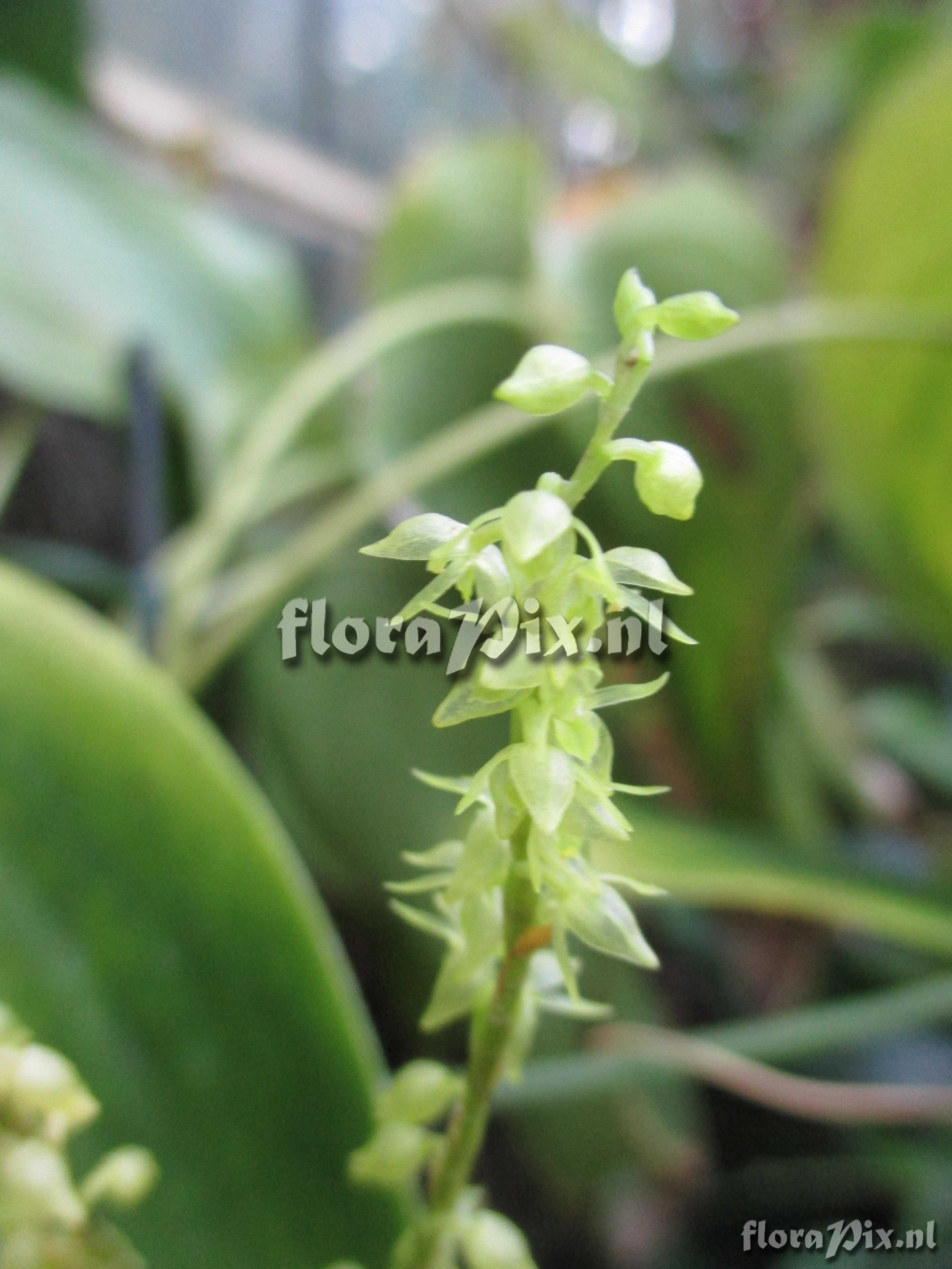 Pleurothallis longiracemosa-xalithocholora