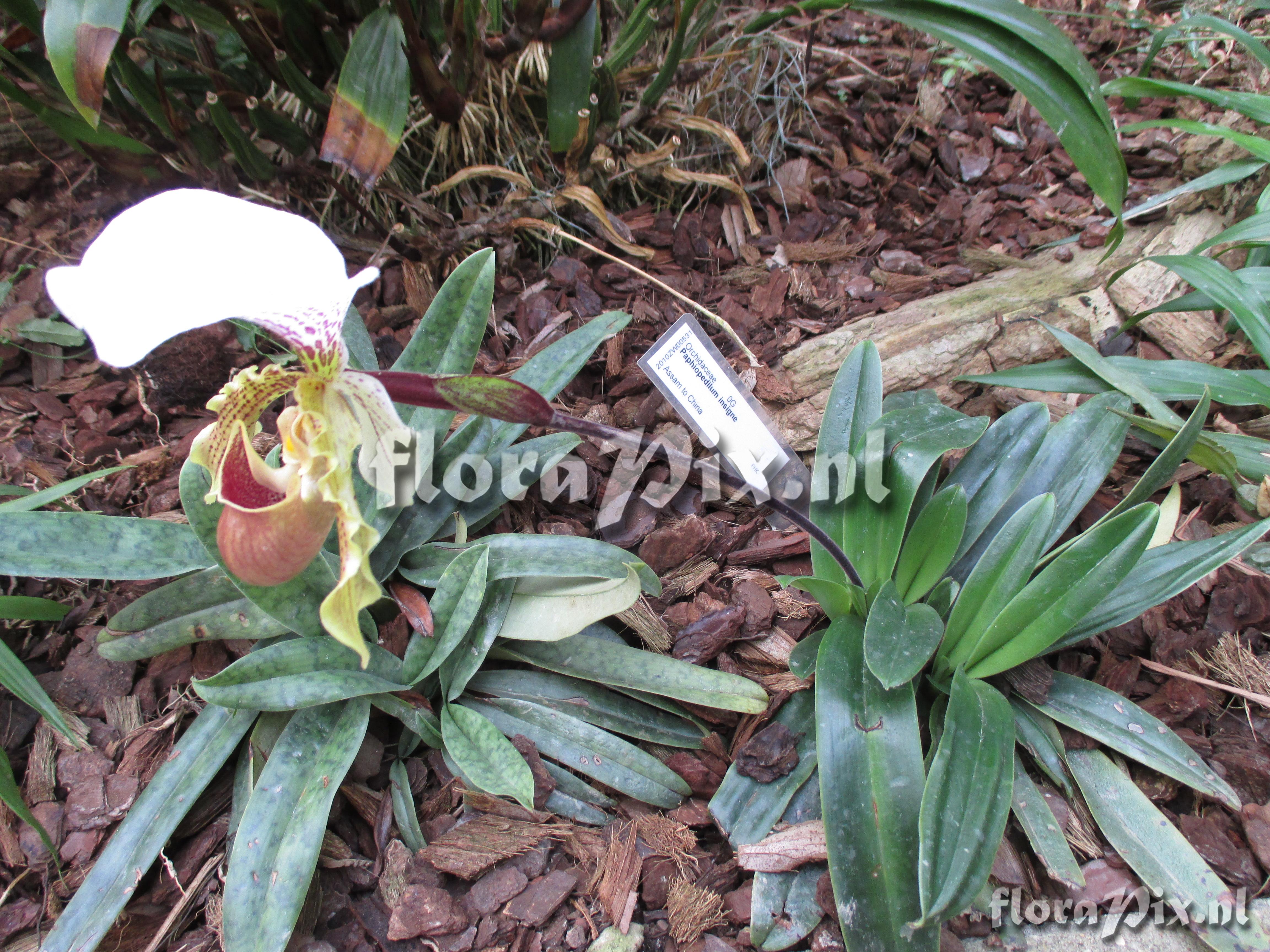 Paphiopedilum insigne