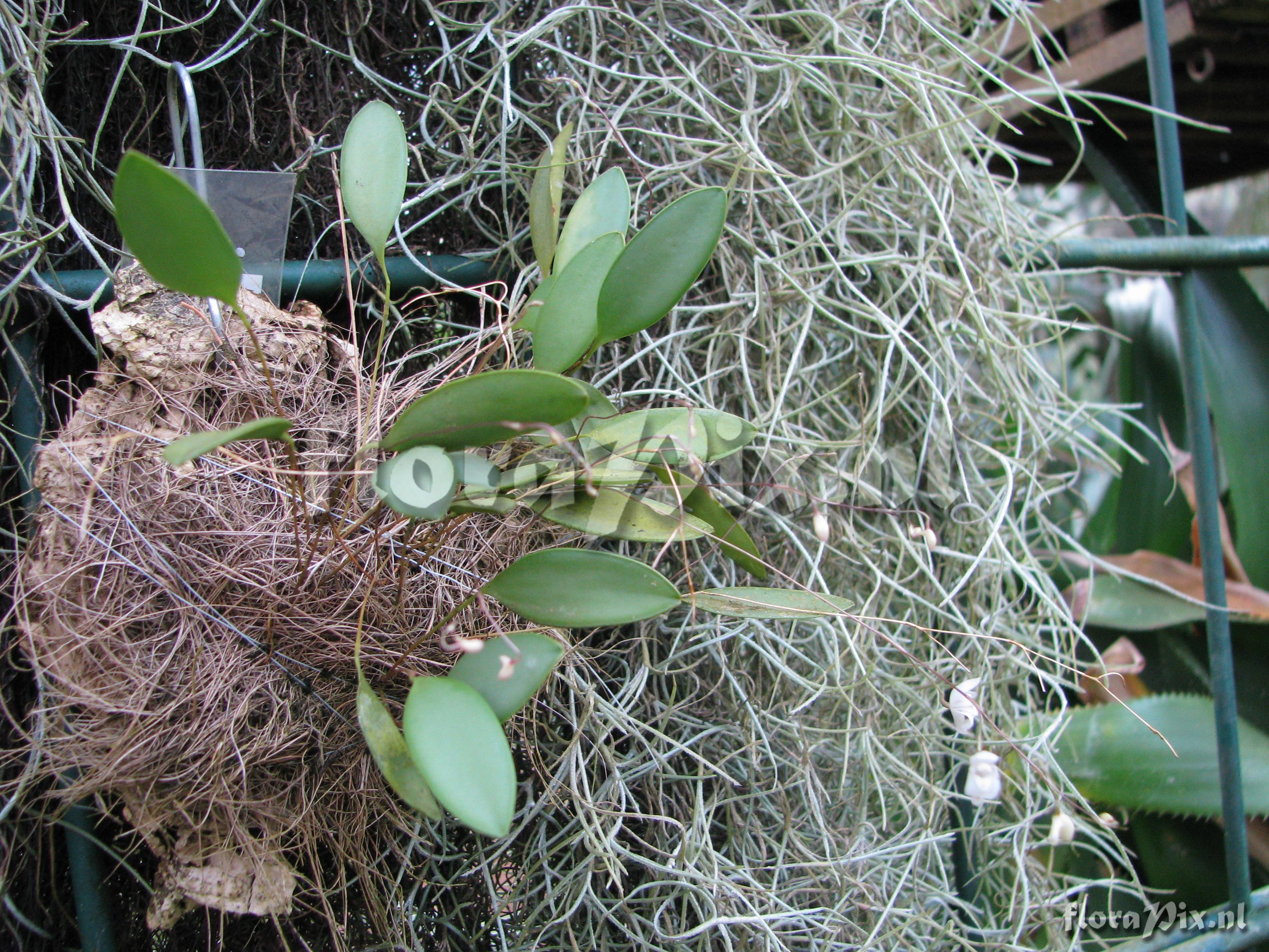 Pleurothallis pterophora