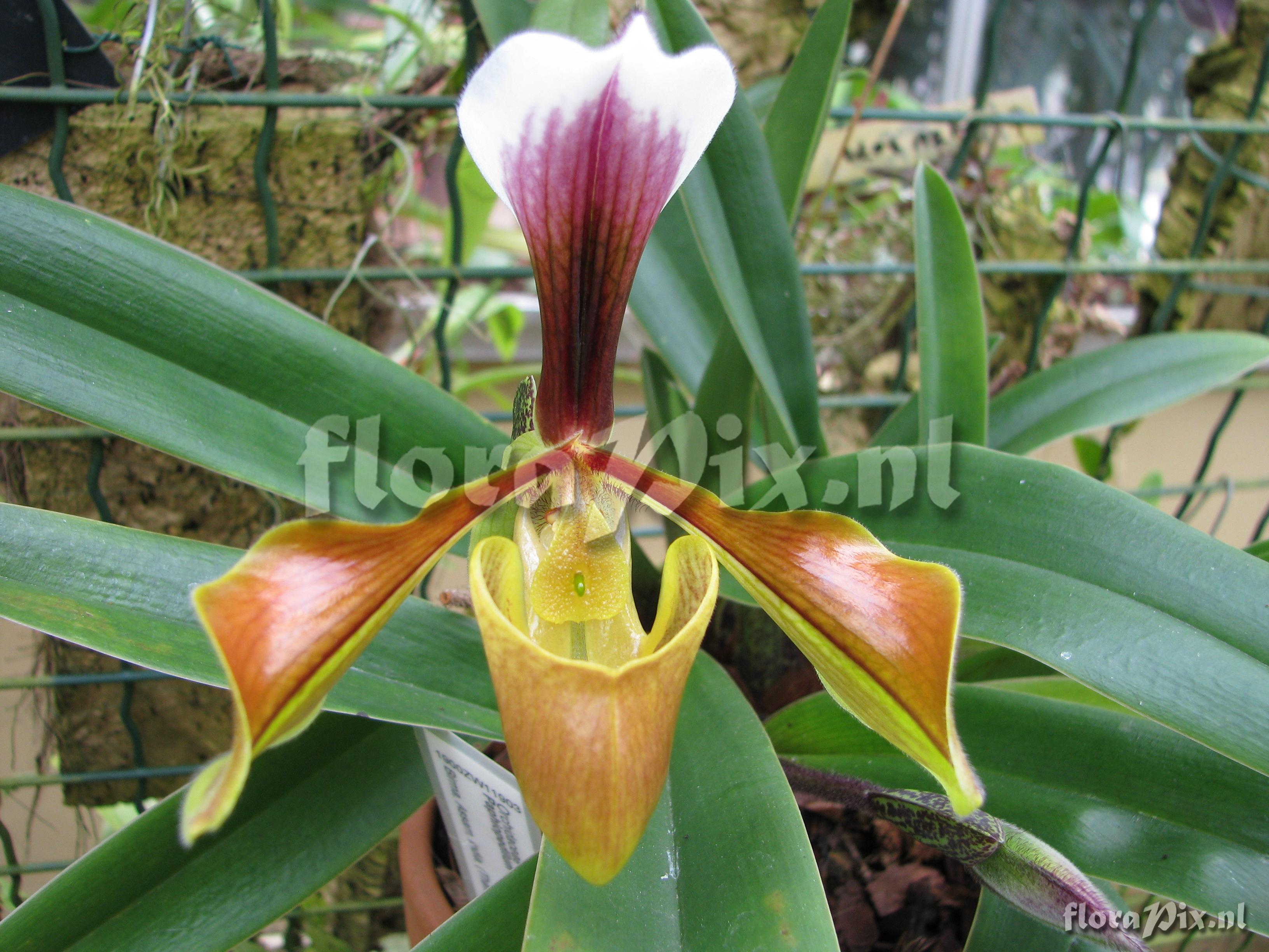 Paphiopedilum villosum