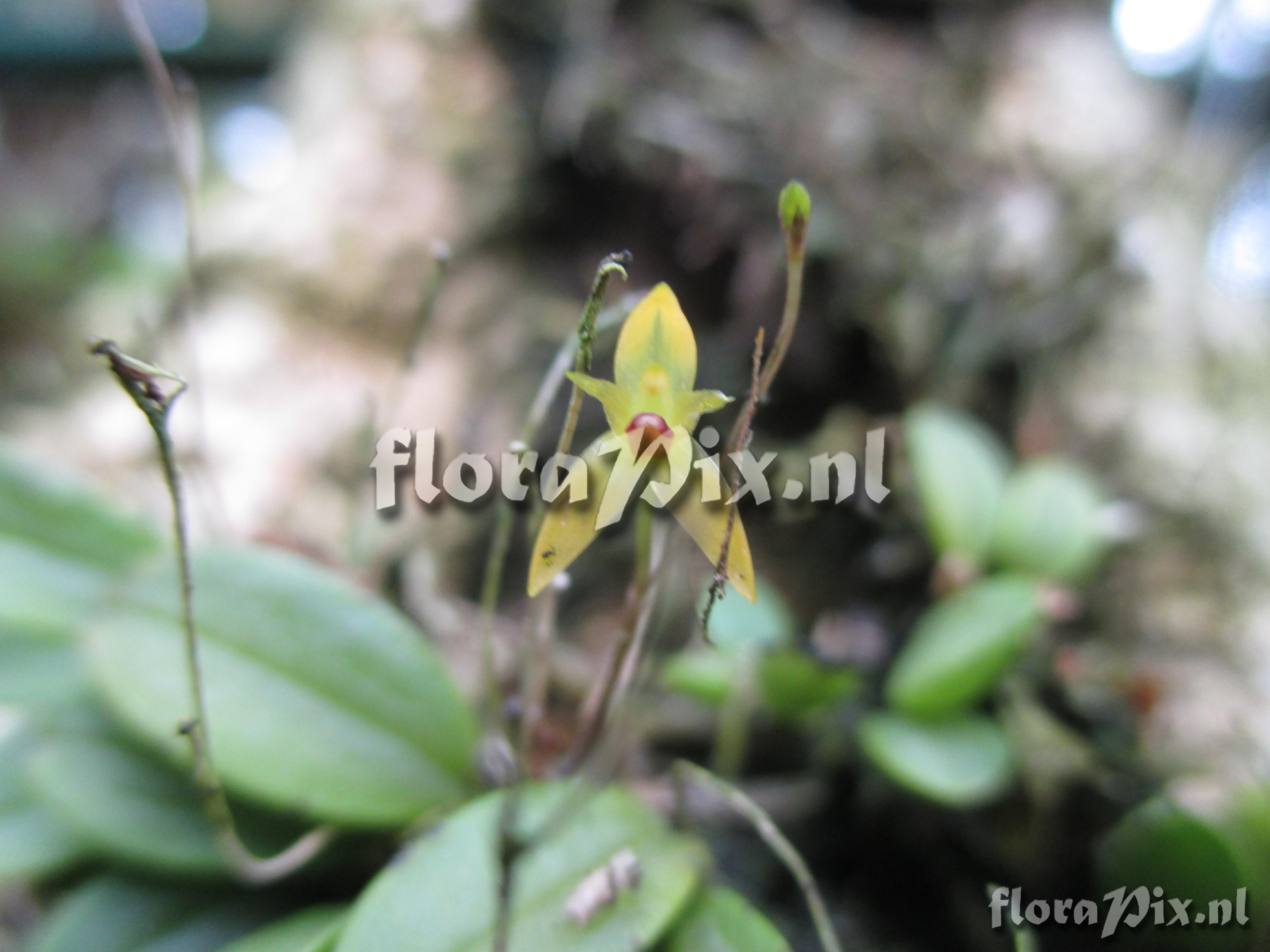 Pleurothallis pigonoides