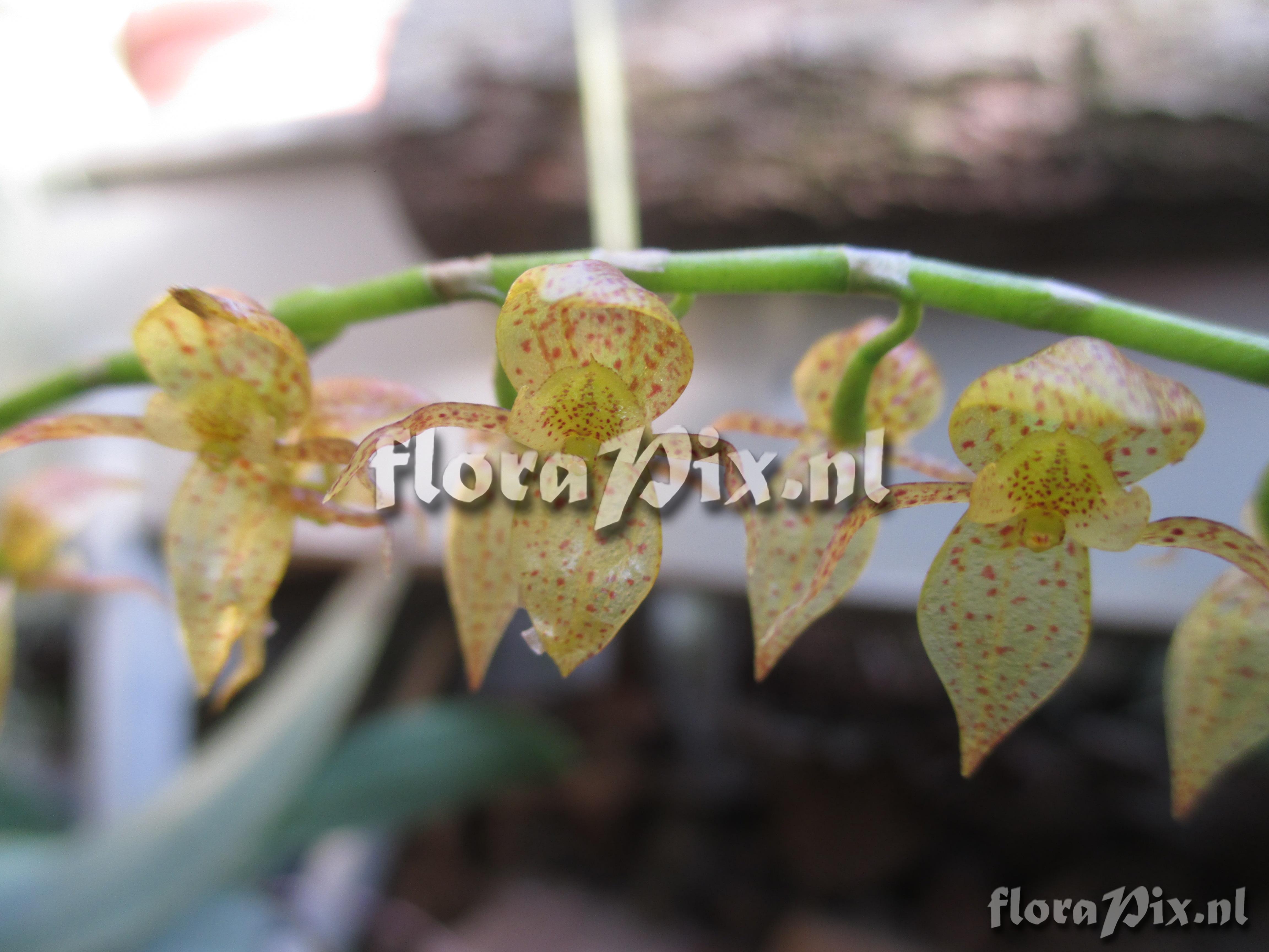 Pleurothallis antennifera of penduliflorae