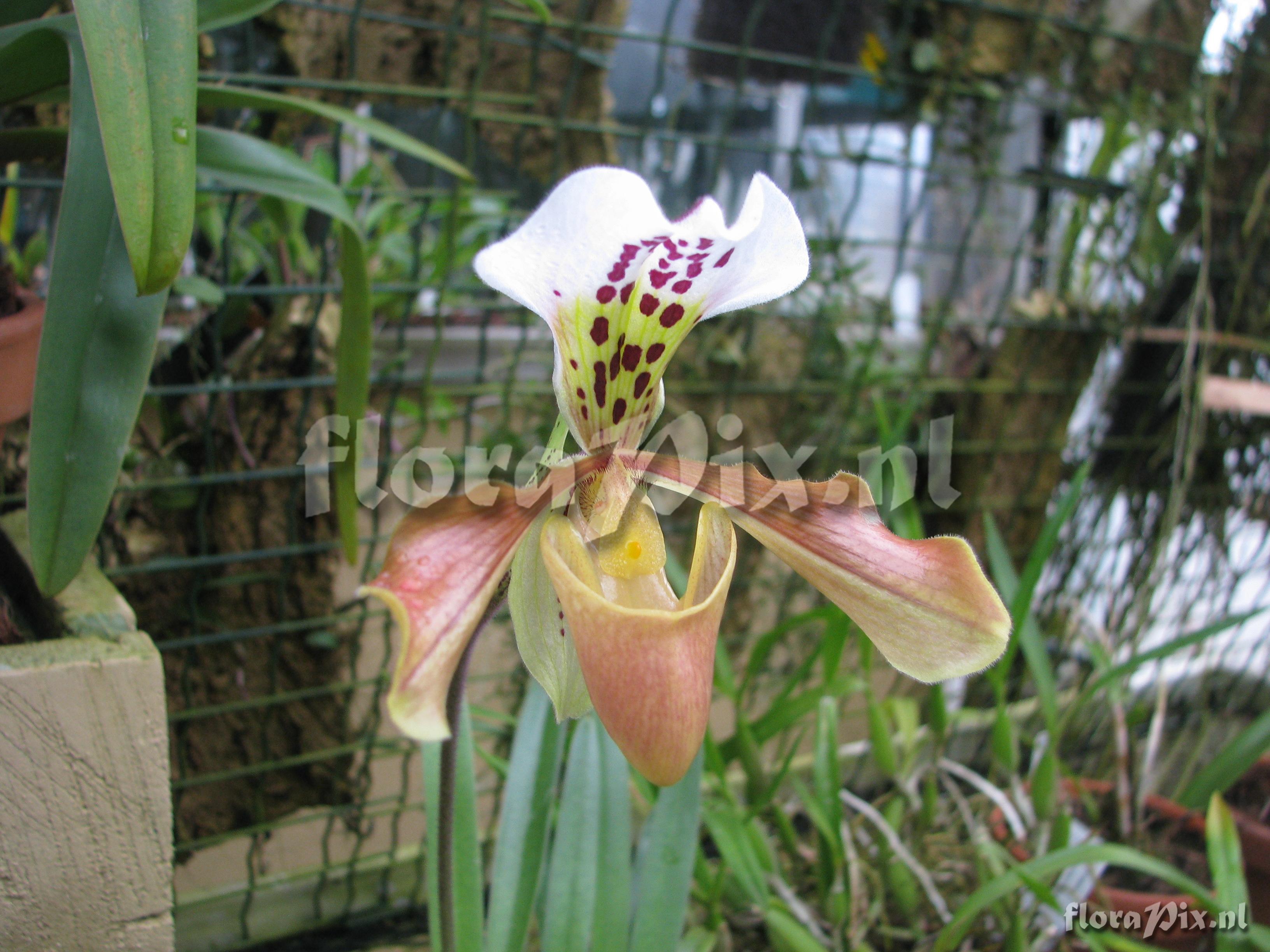 Paphiopedilum spec.