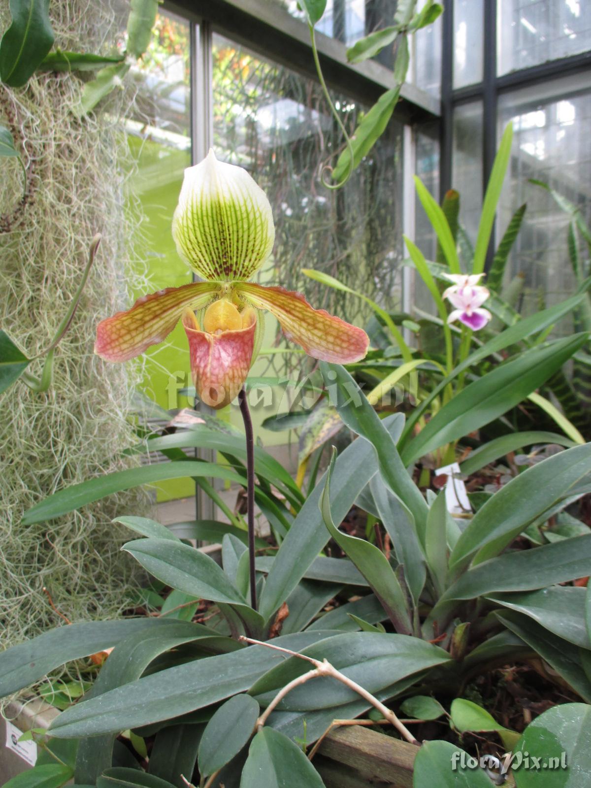 Paphiopedilum 