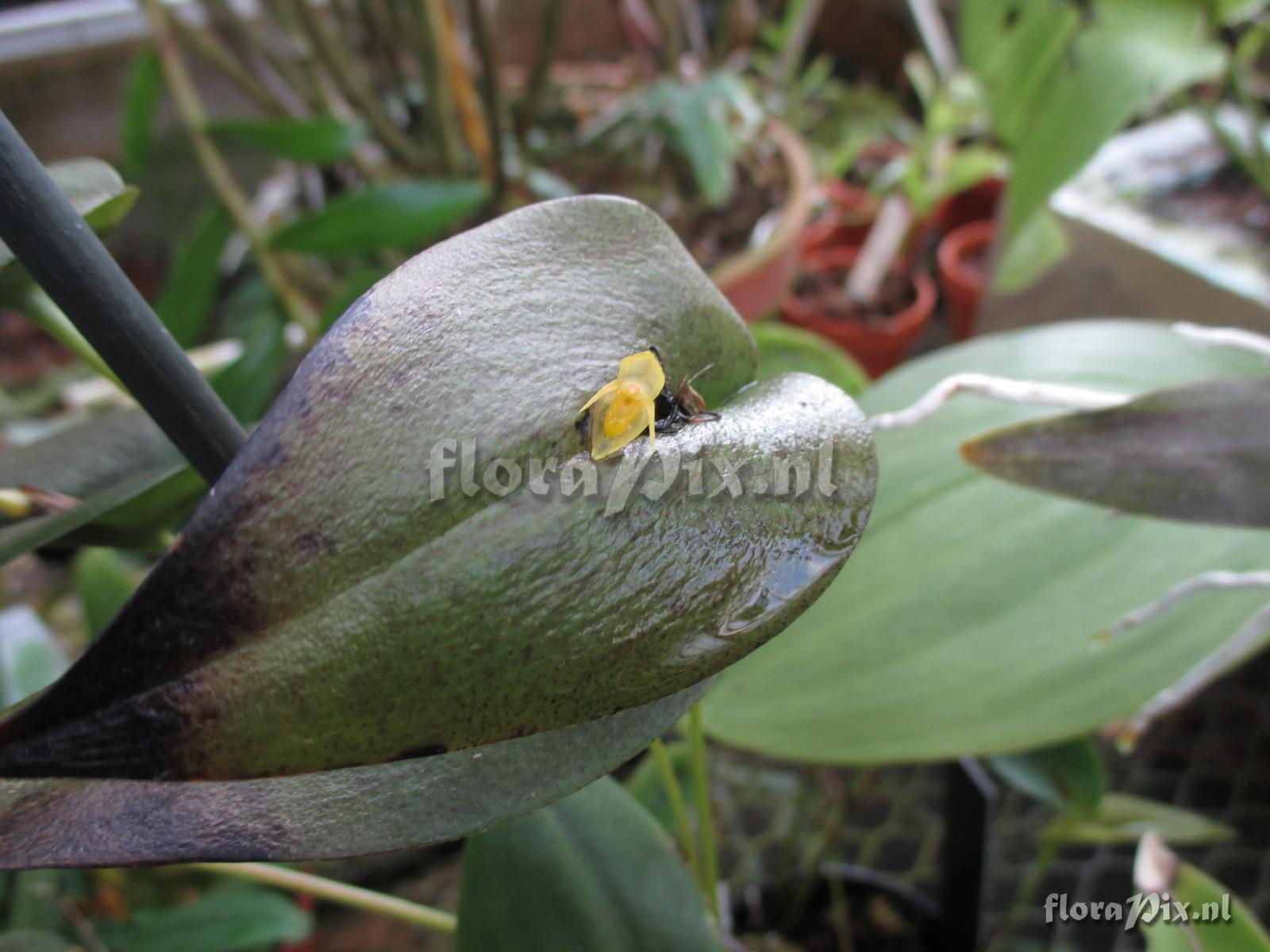 Pleurothallis crocodiliceps