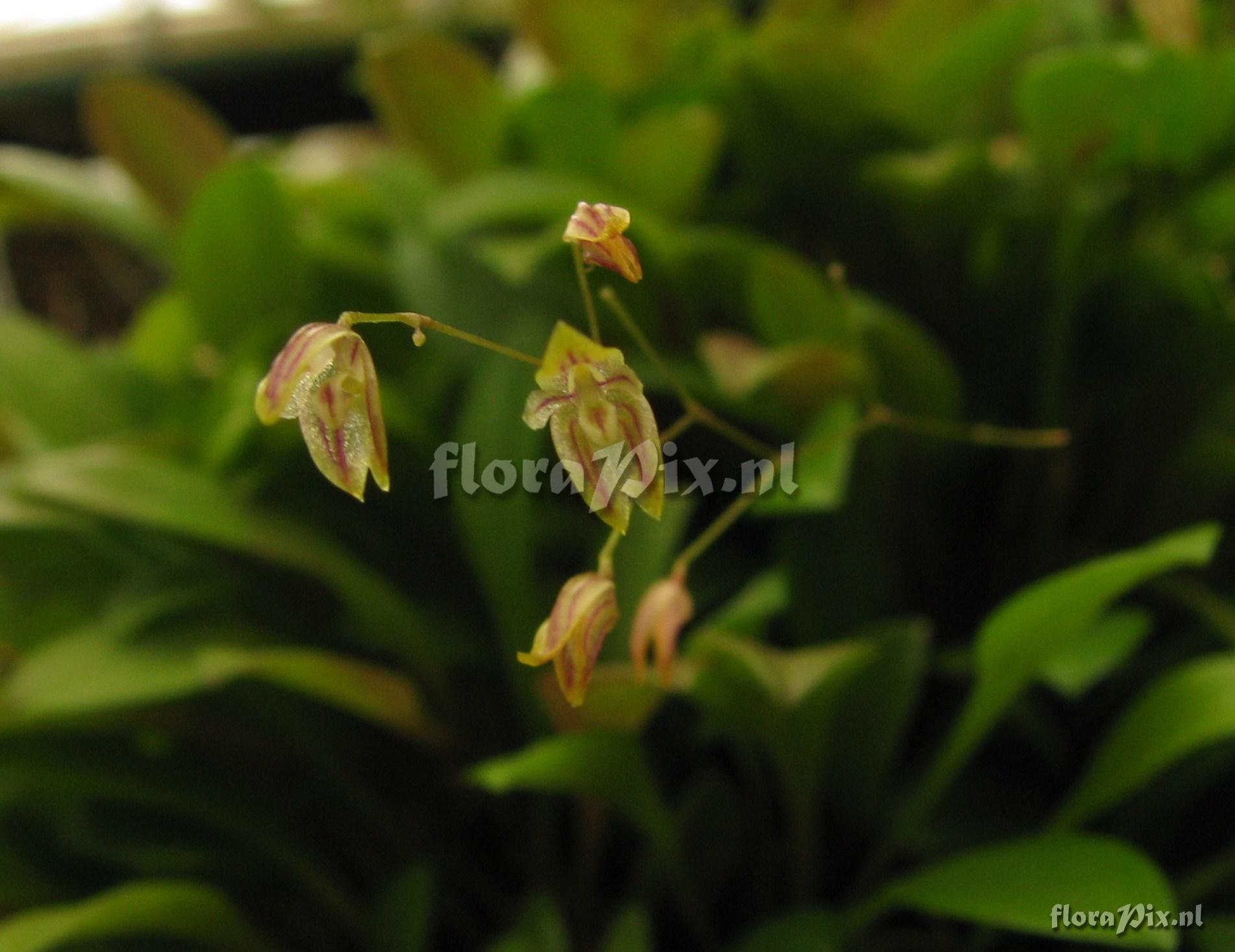 Pleurothallis spec.