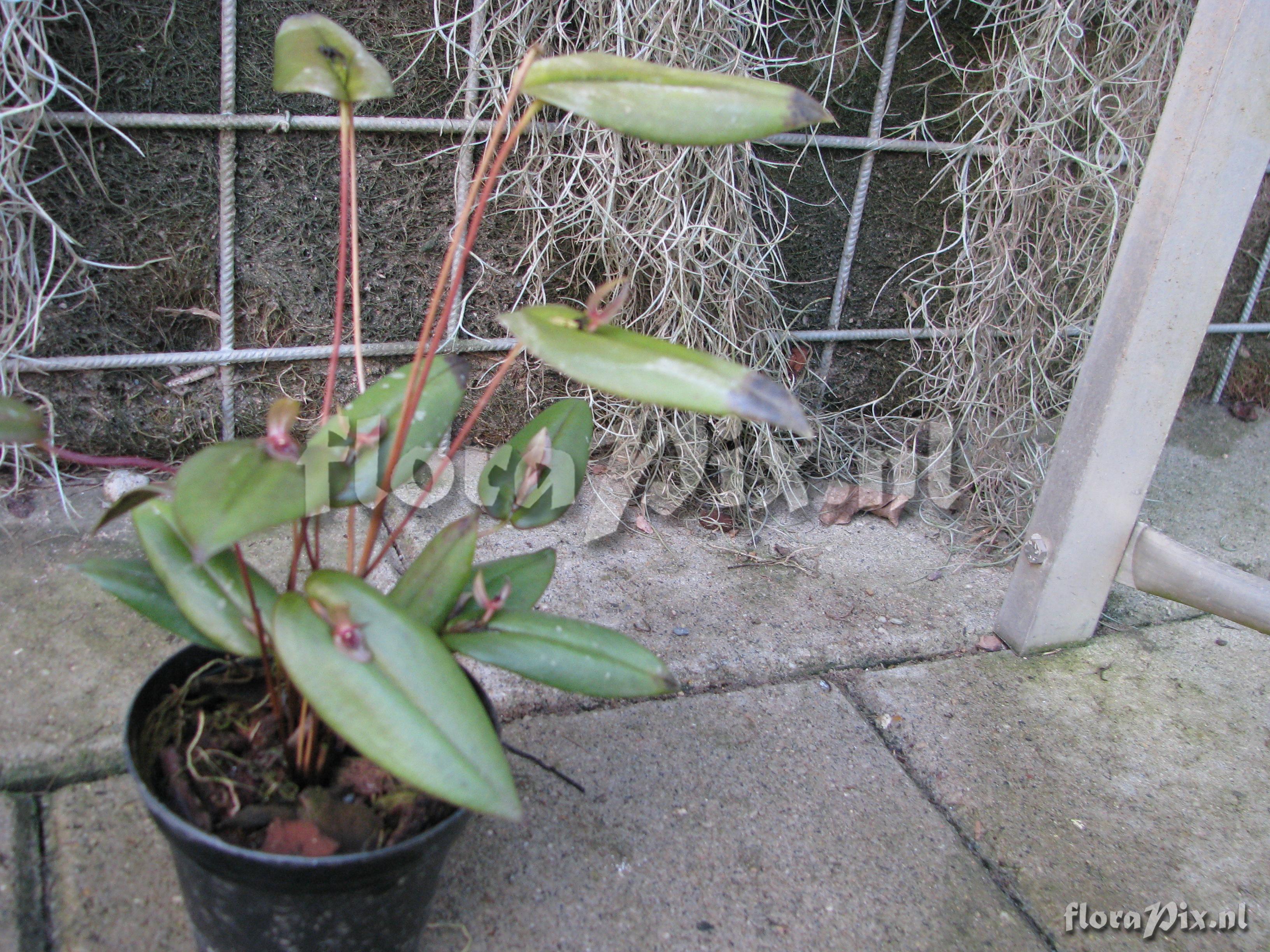 Pleurothallis stenopala