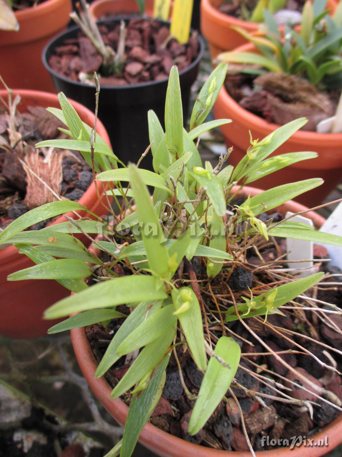 Pleurothallis lactuosa