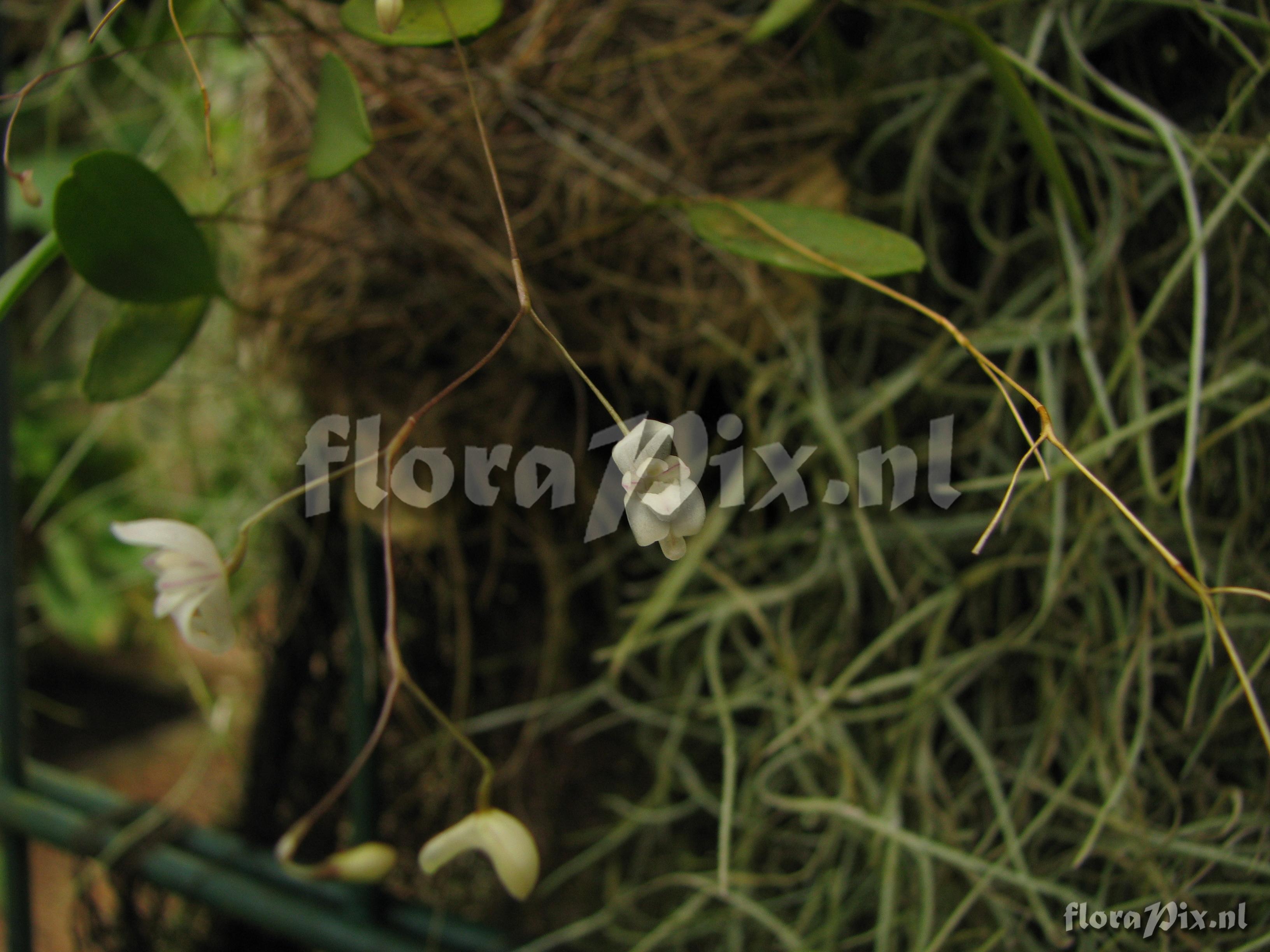 Pleurothallis pterophora