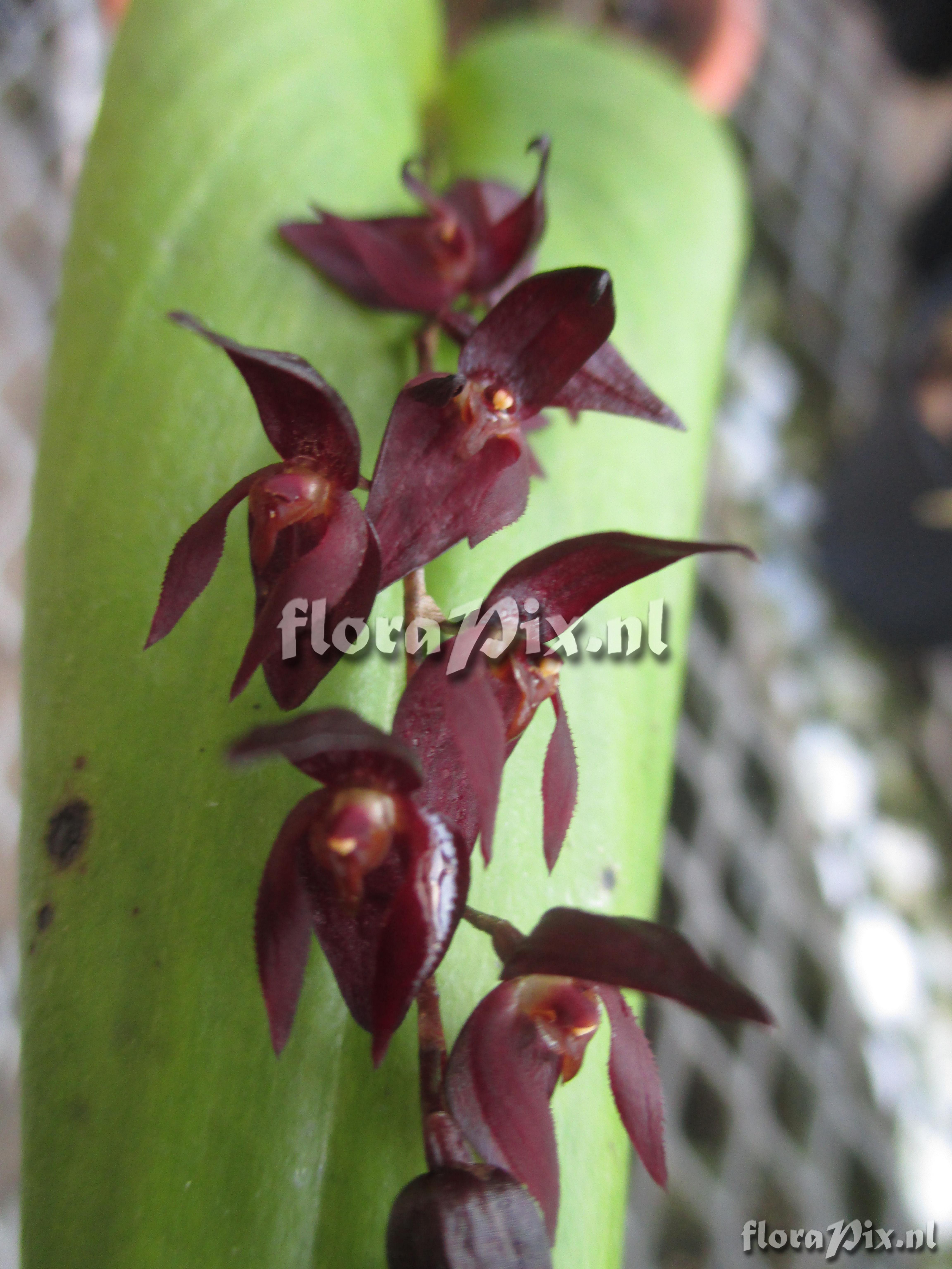 Pleurothallis rowleei