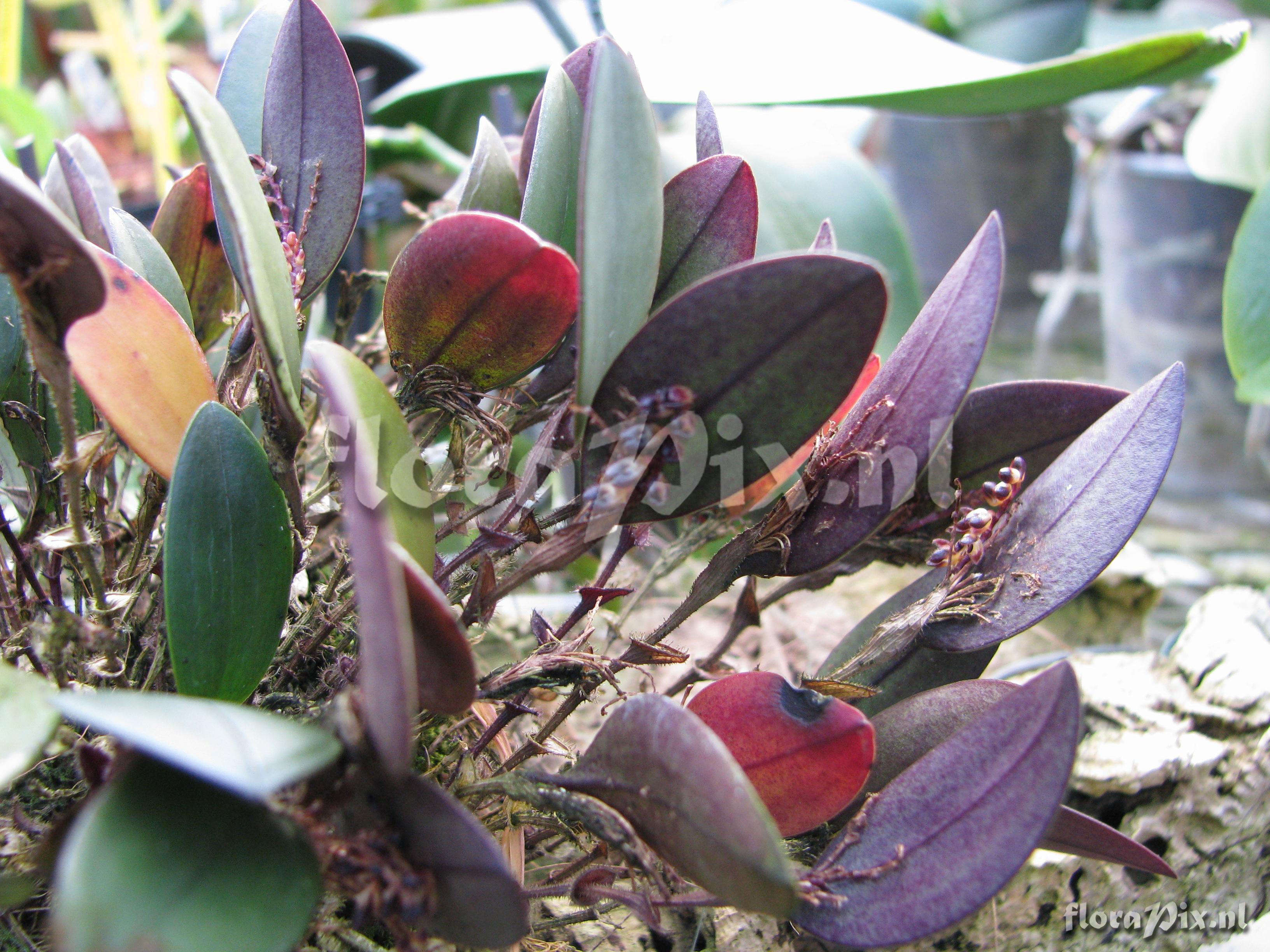 Pleurothallis ciliaris