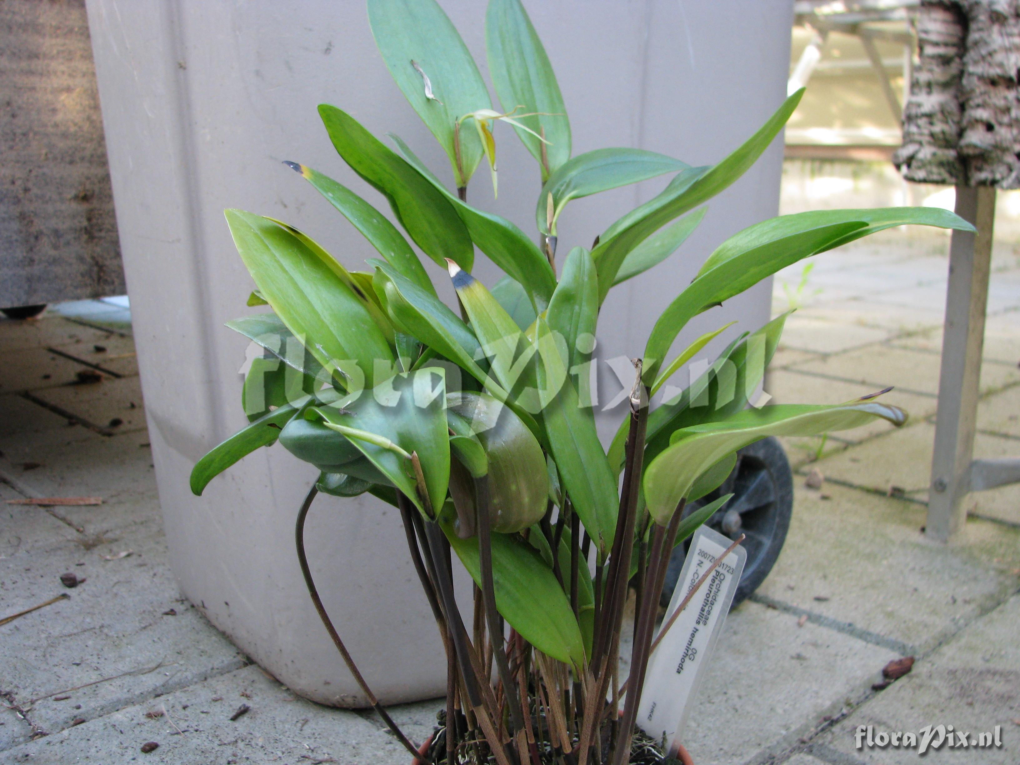 Pleurothallis hemirhoda