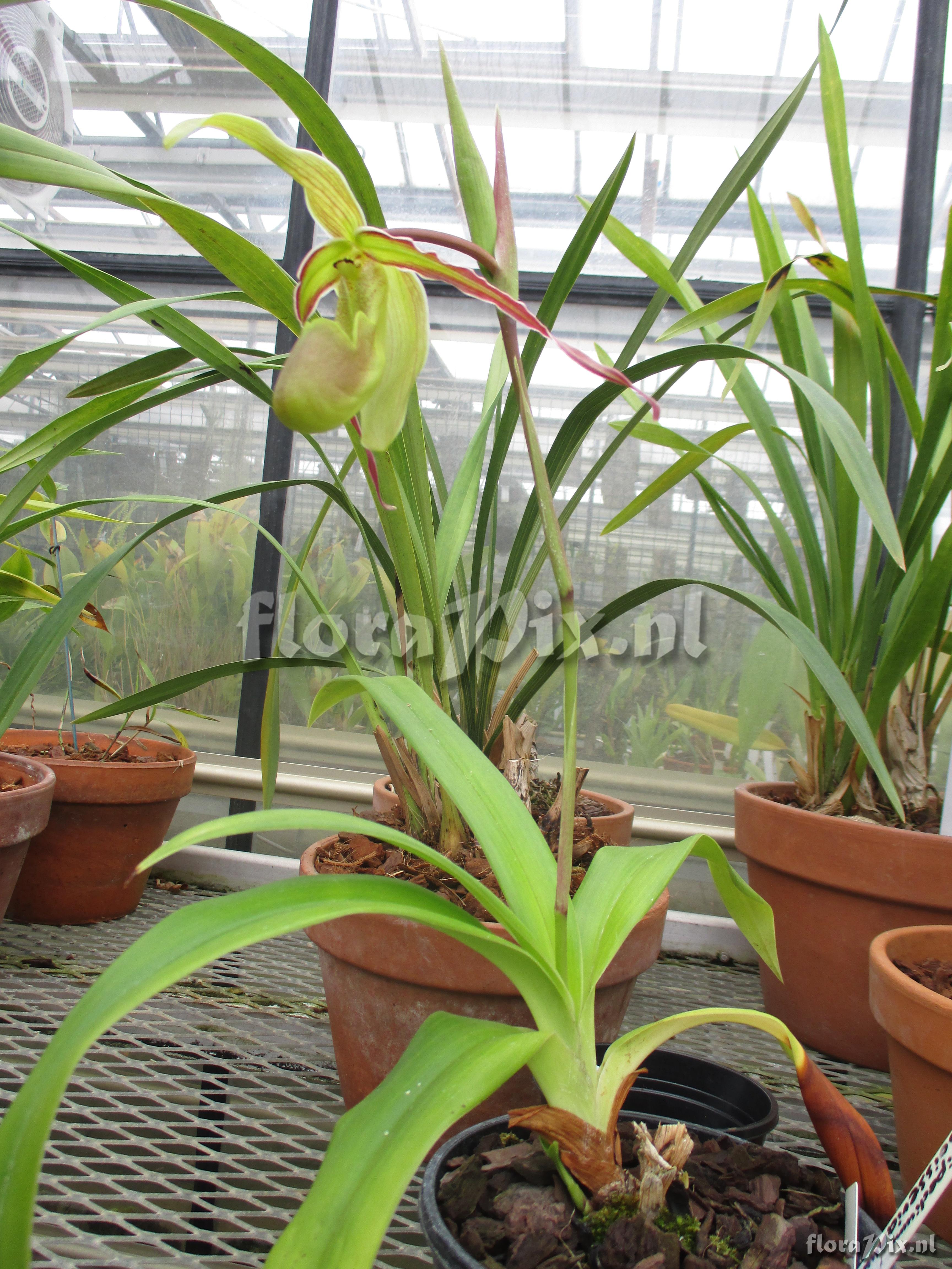 Phragmipedium boisserianum