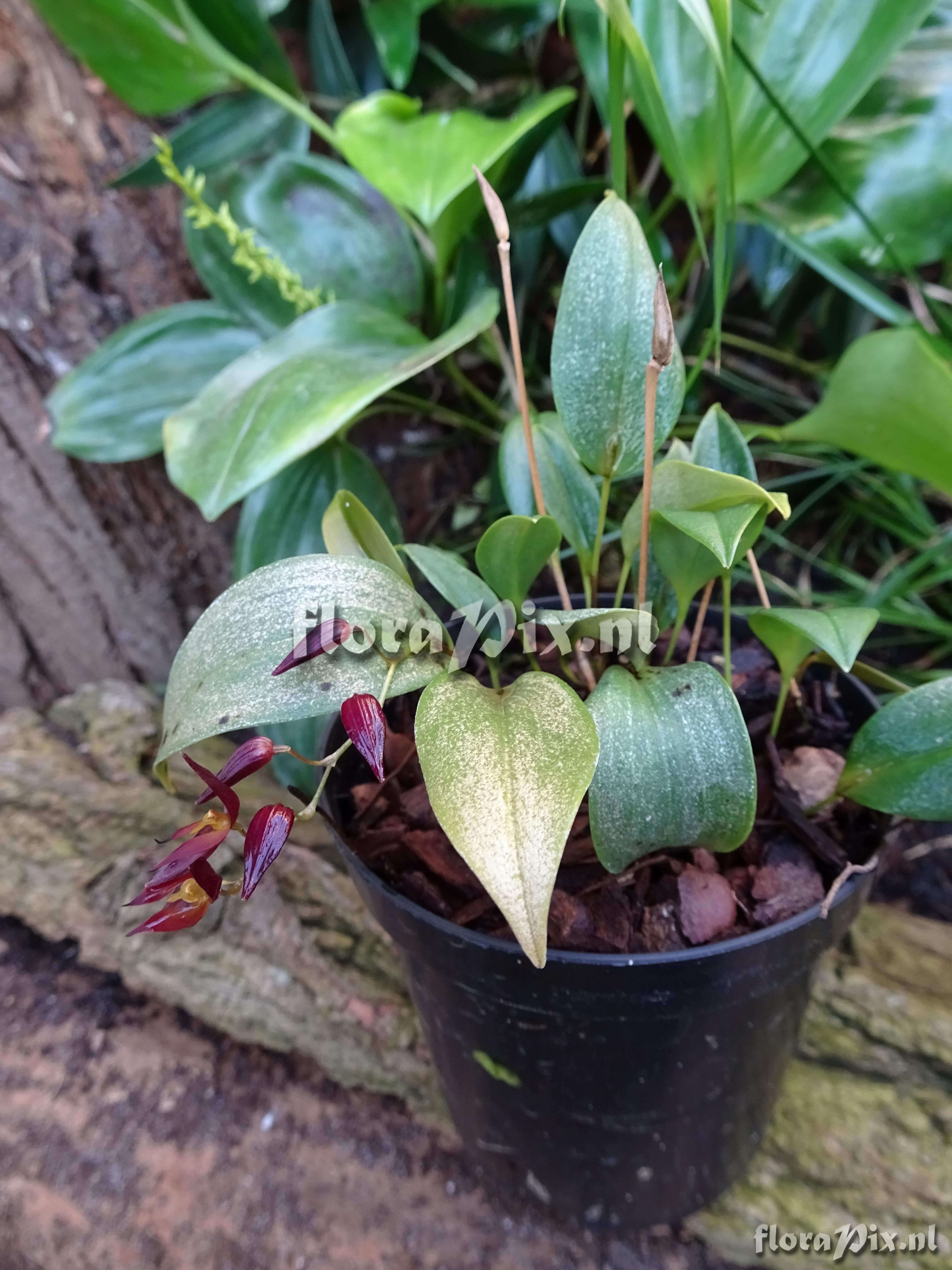 Pleurothallis rowleei