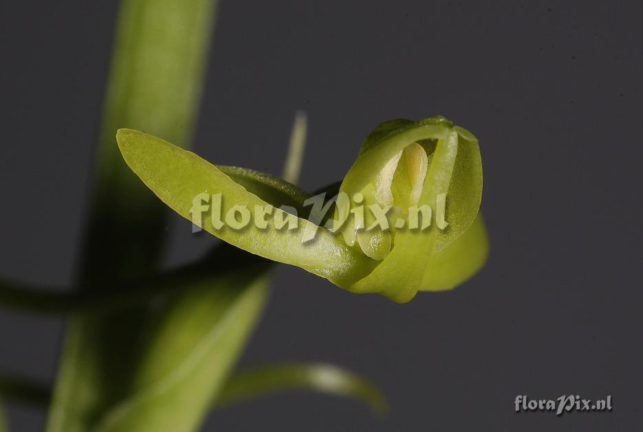 Habenaria lucida