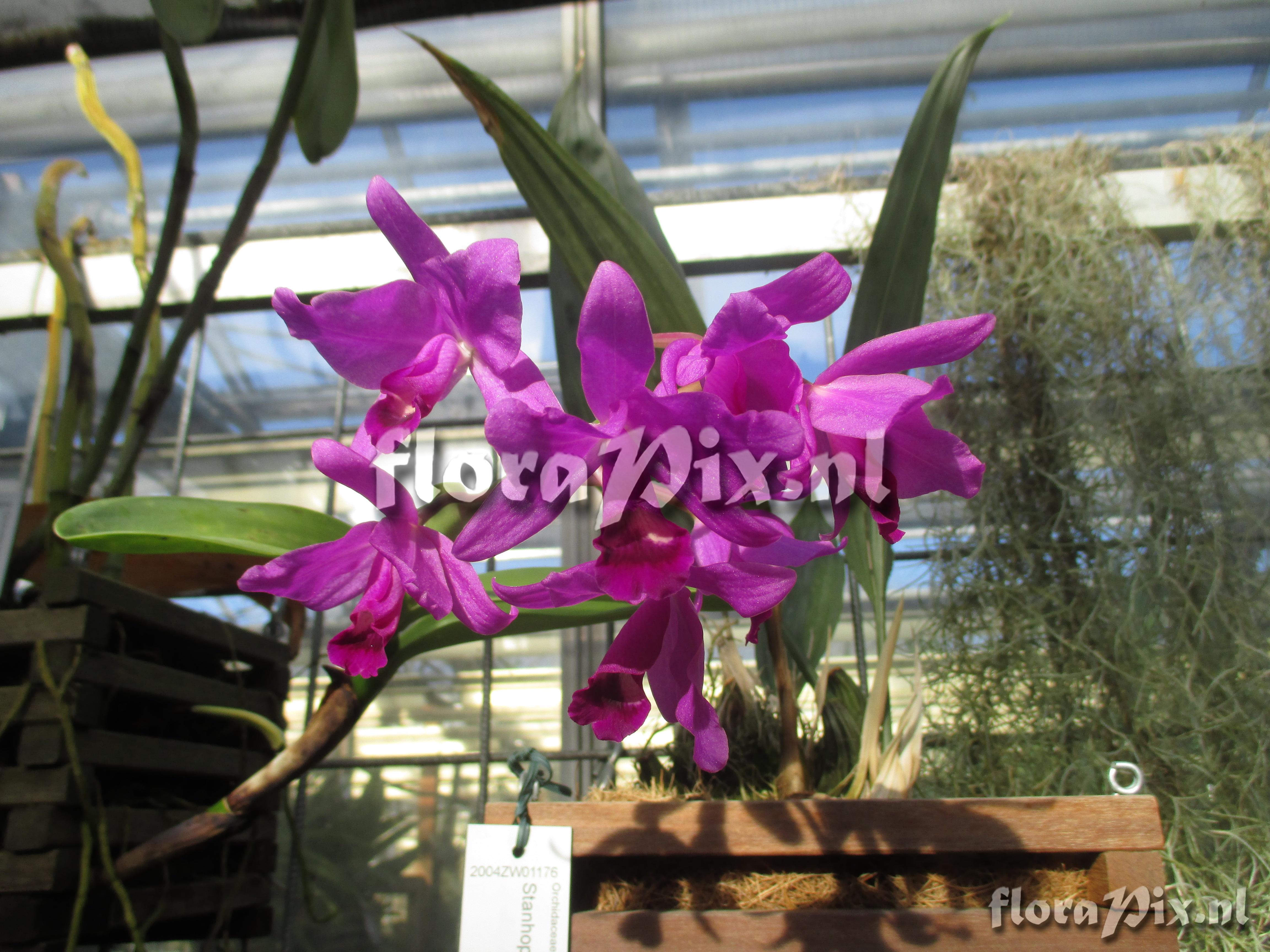 Cattleya bowringiana