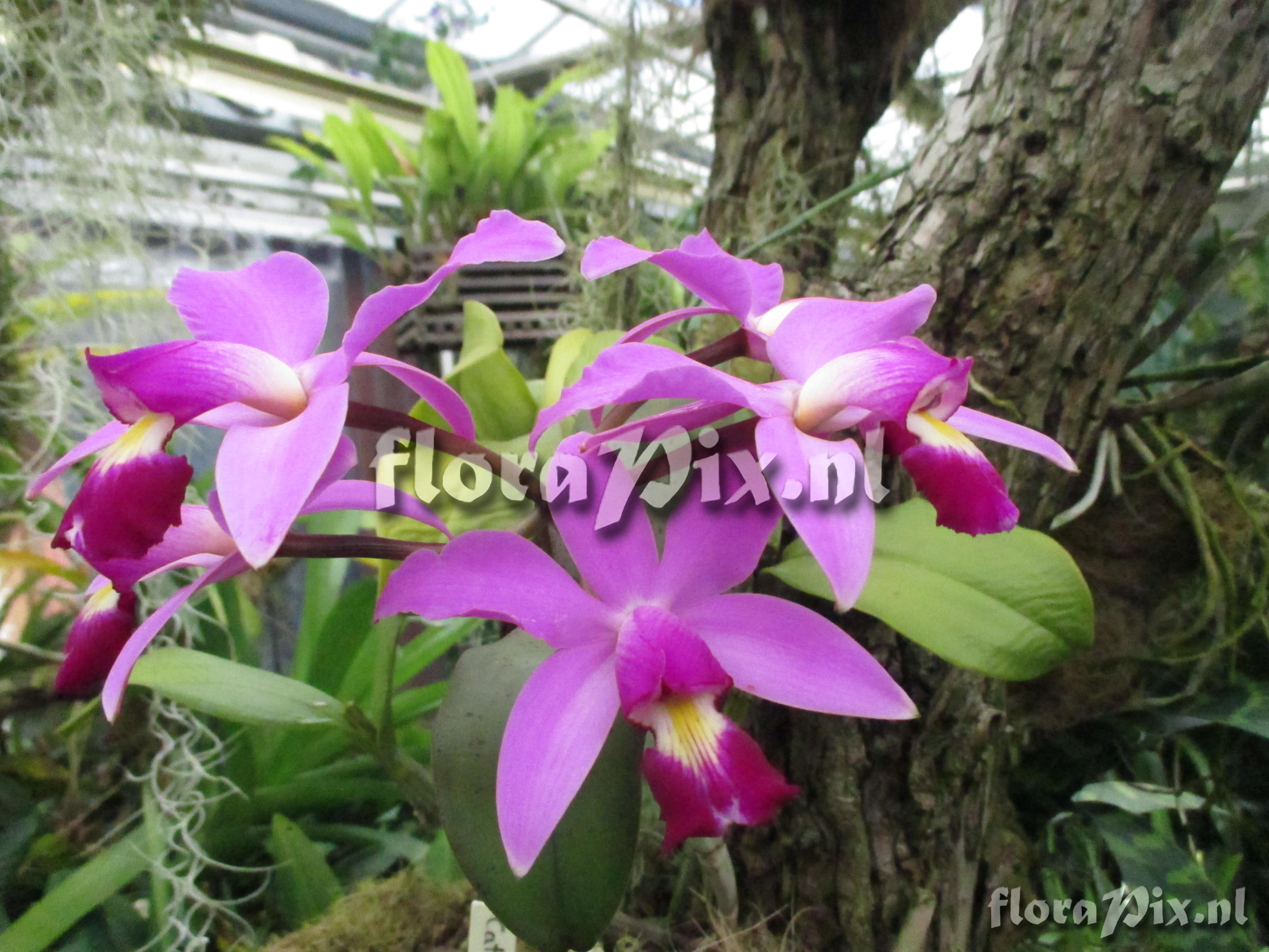 Cattleya violacea