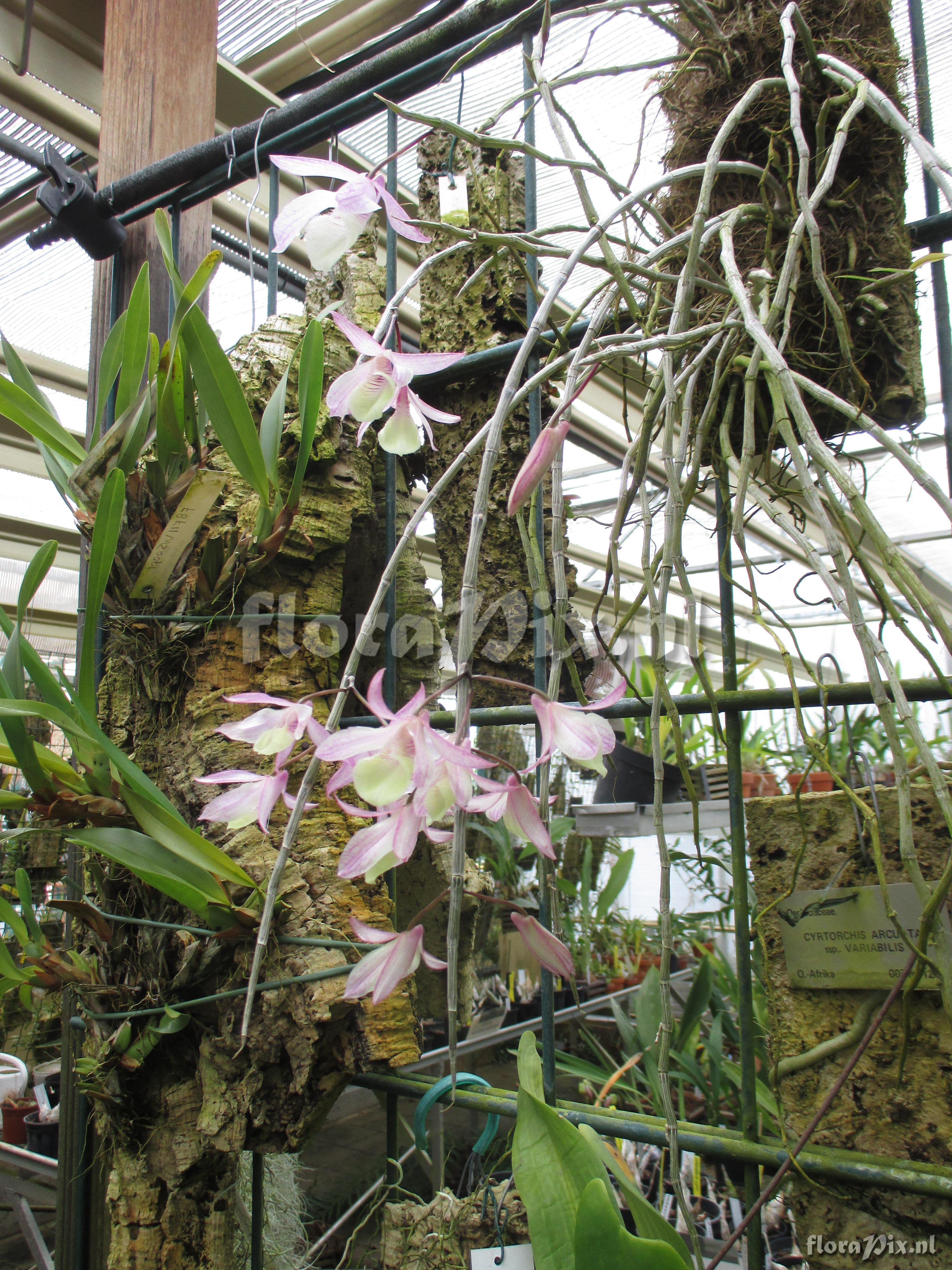 Dendrobium pierardii