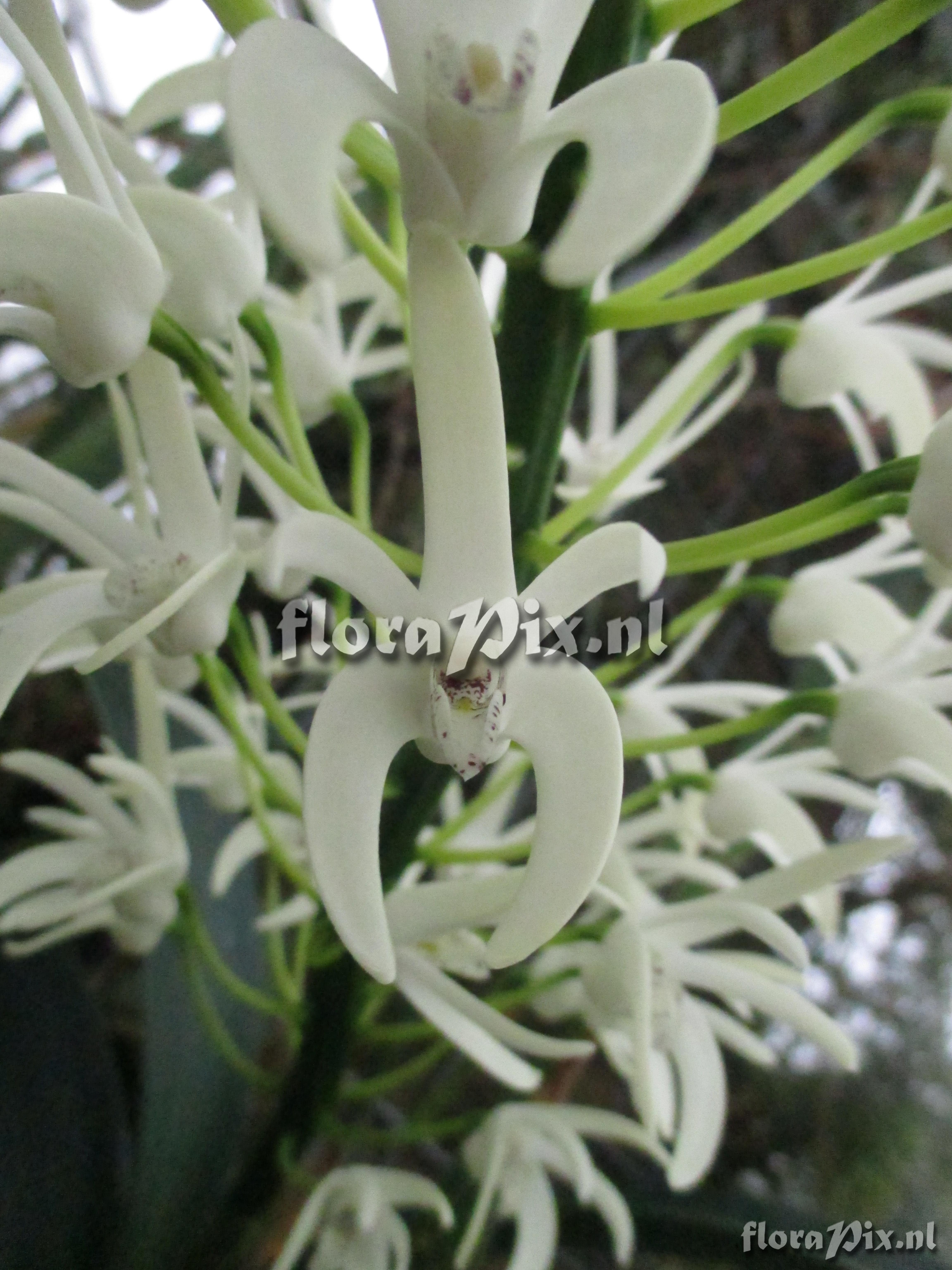 Dendrobium speciosum