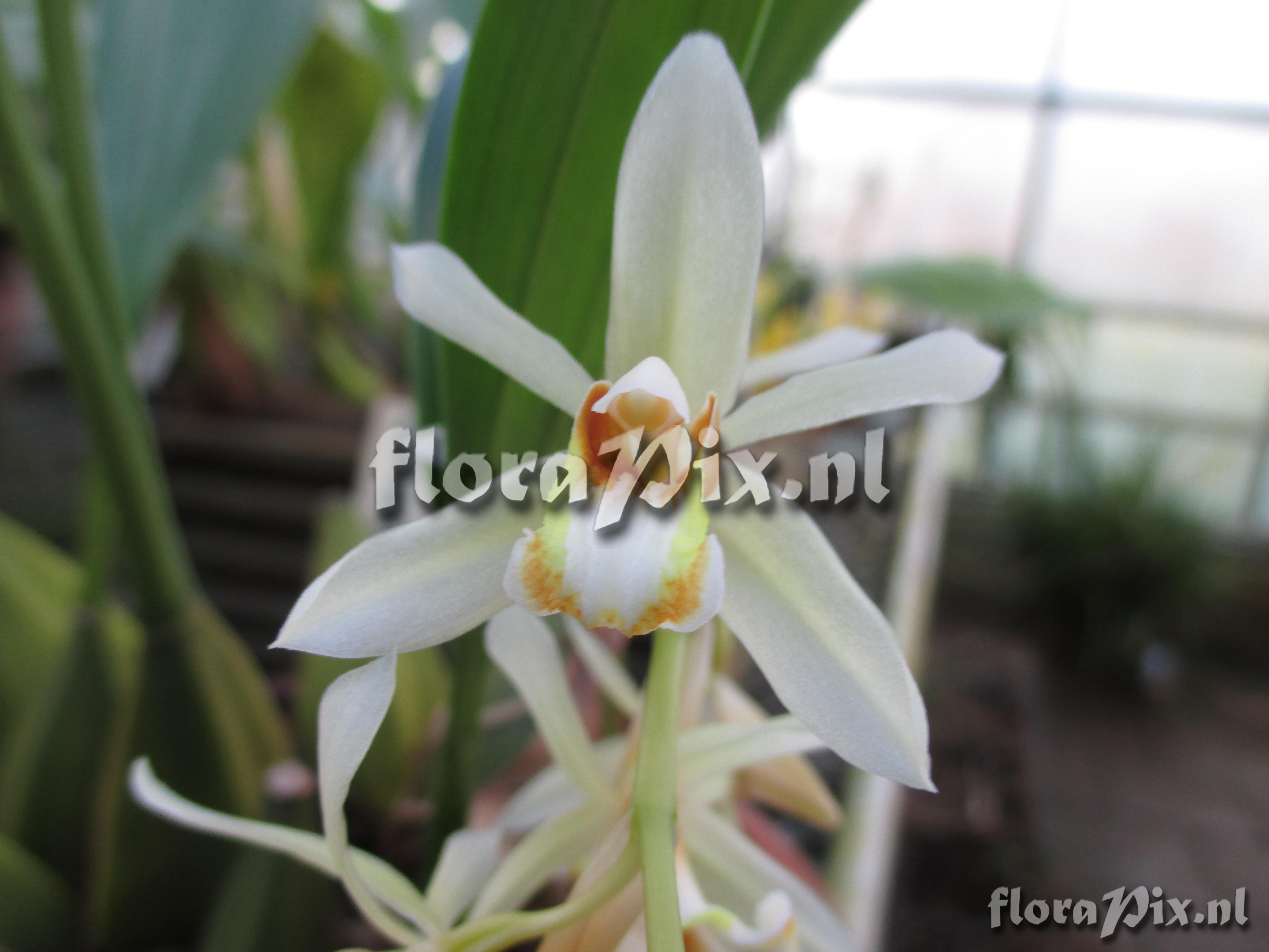 Coelogyne cinnamomea