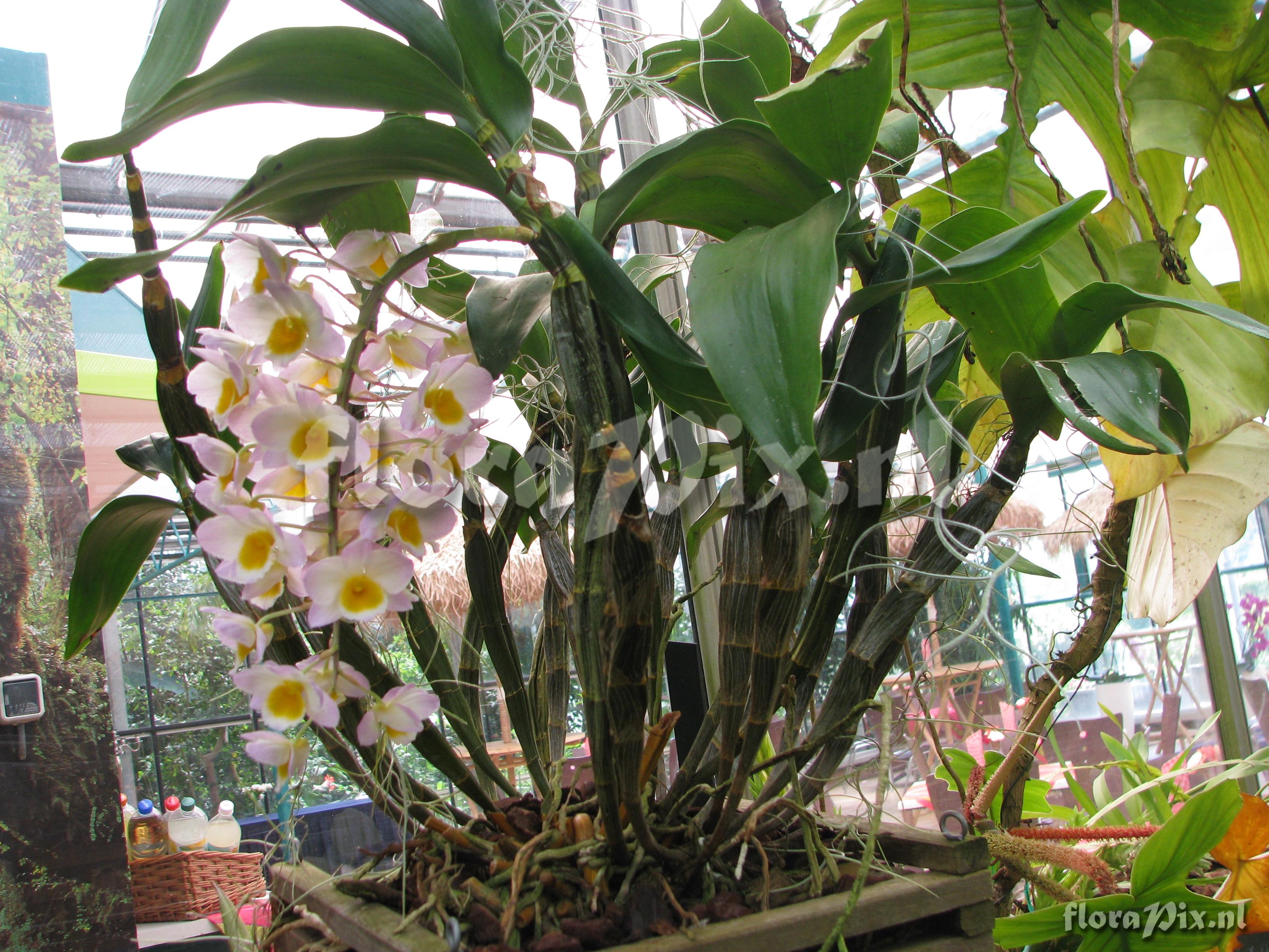 Dendrobium farmeri