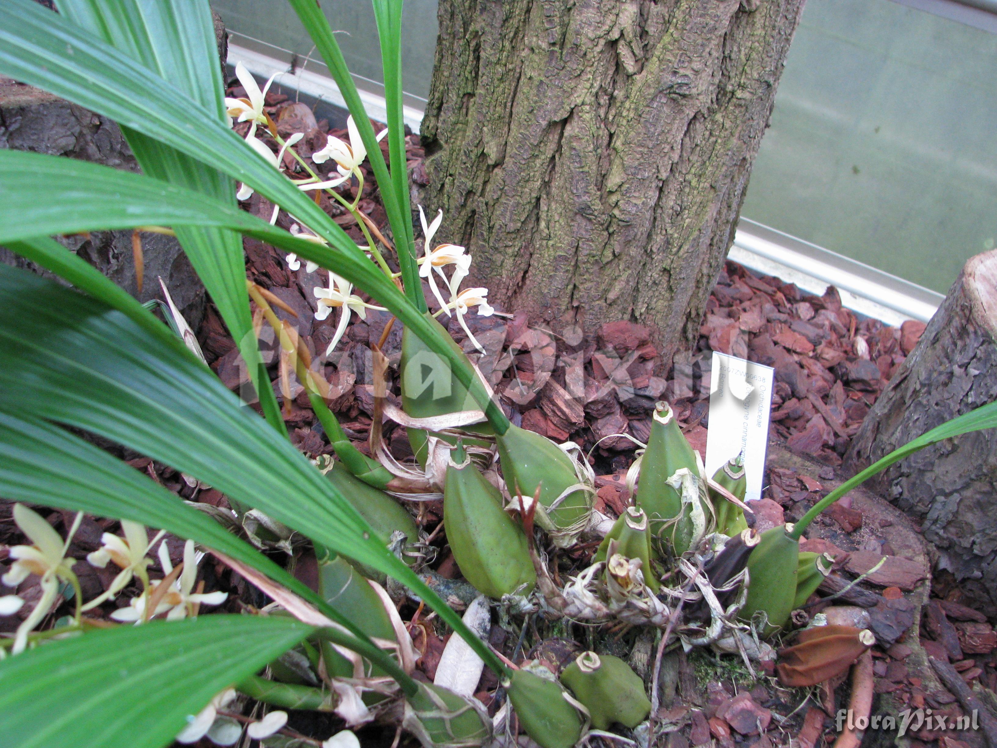 Coelogyne cinnamomea