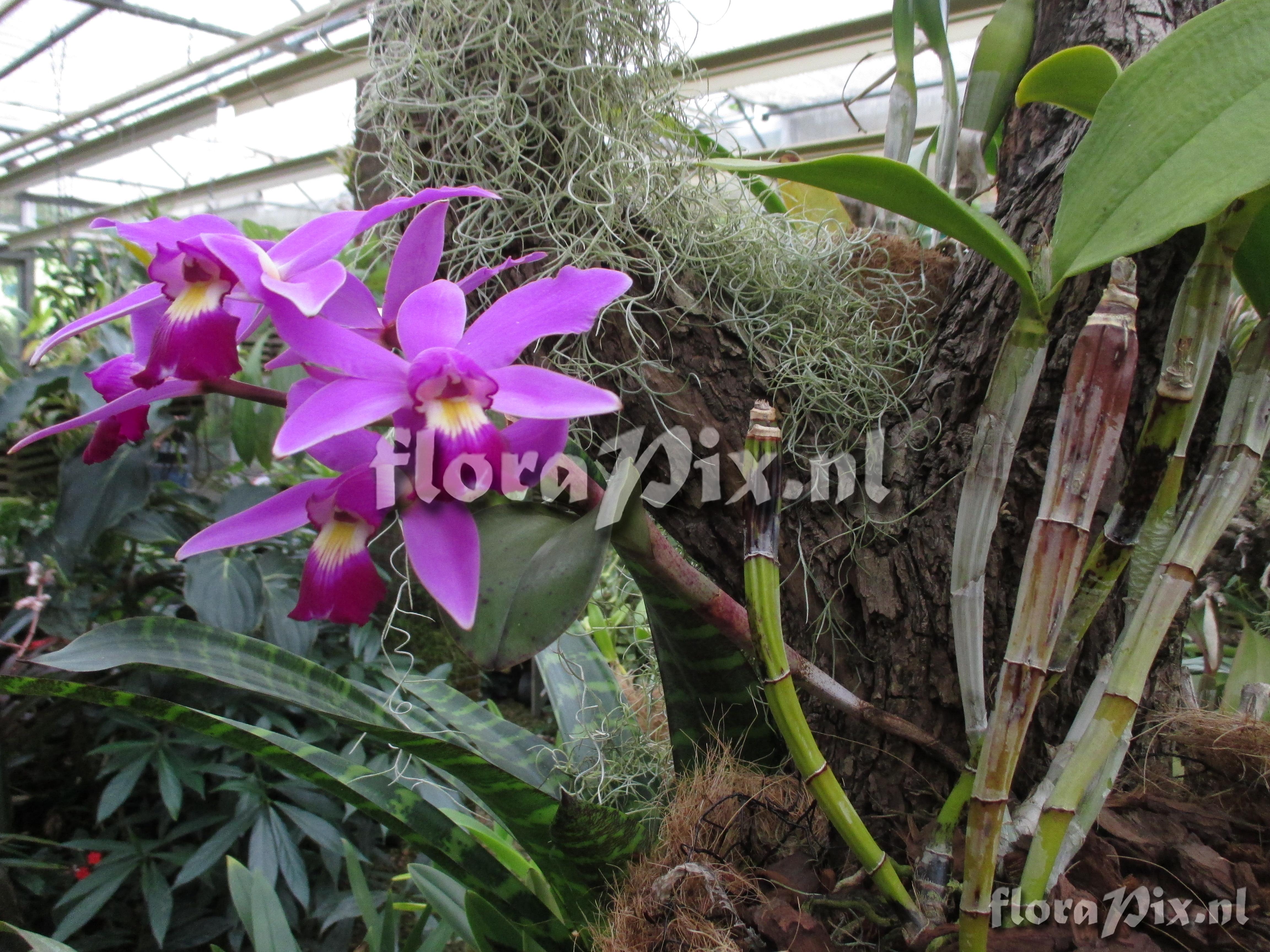 Cattleya violacea