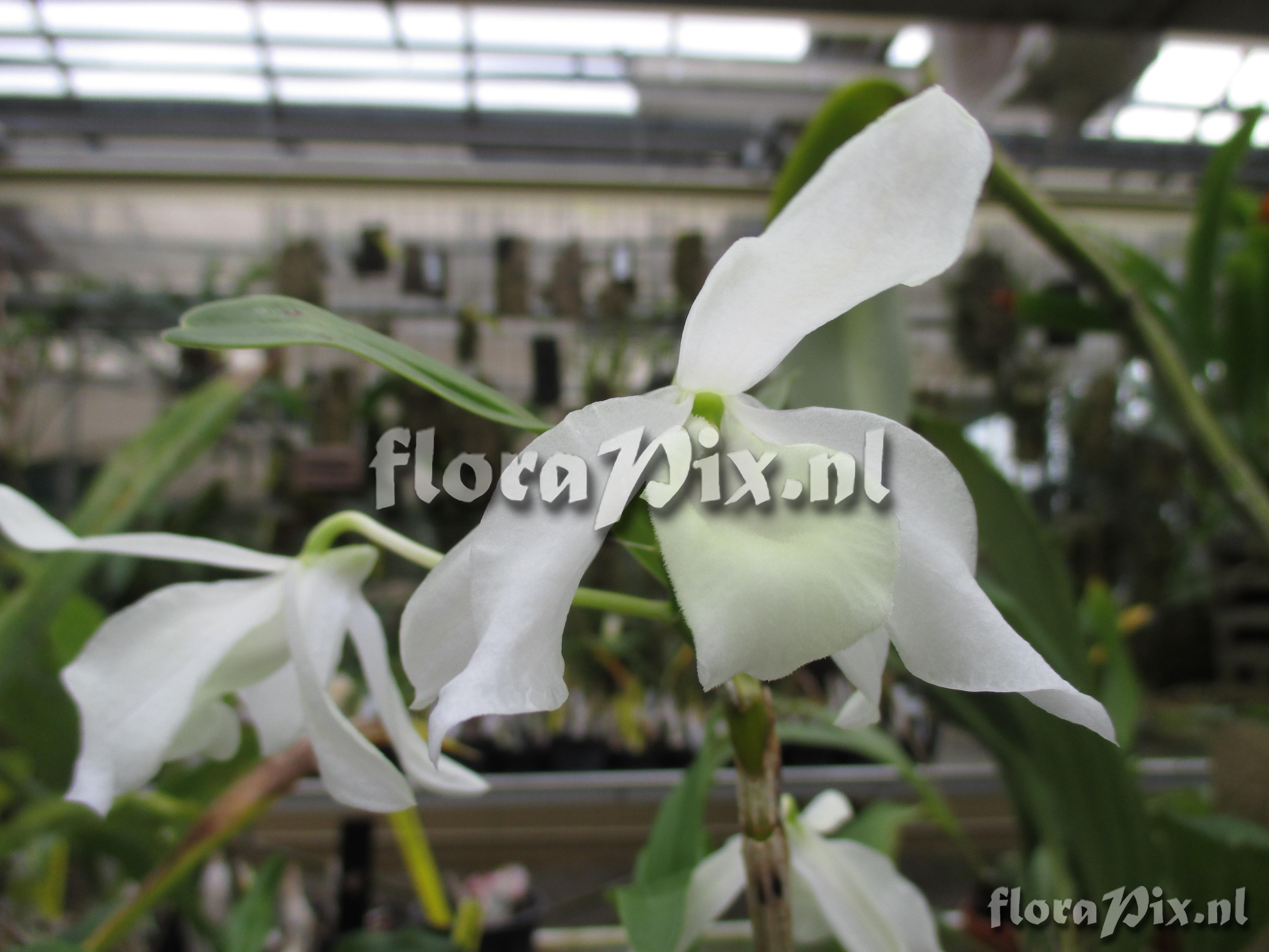 Dendrobium nobile 