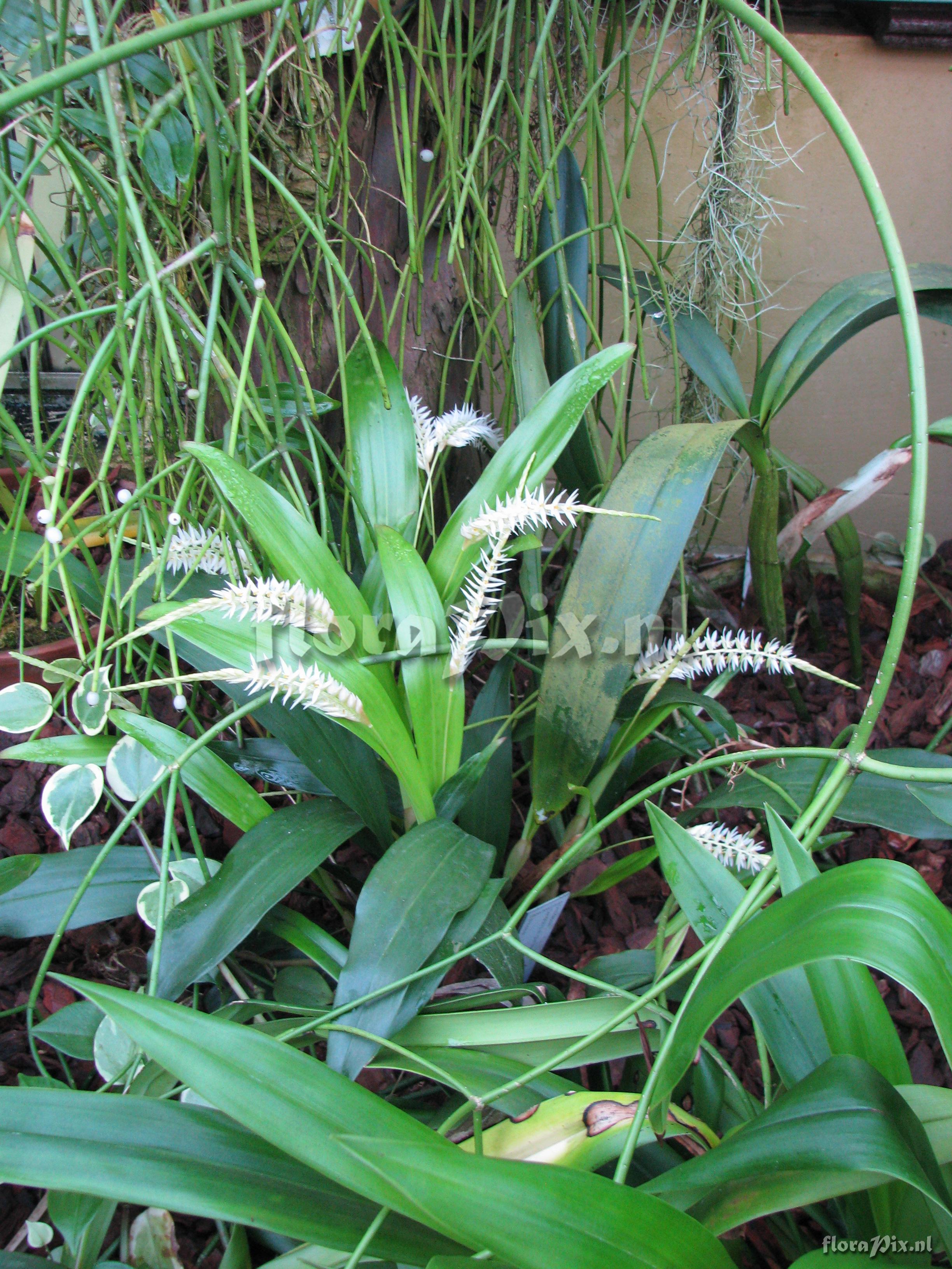 Dendrochilum glumaceum