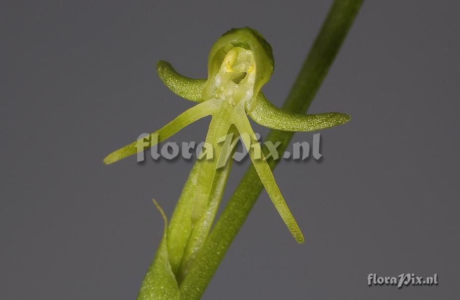 Habenaria tridactilytes