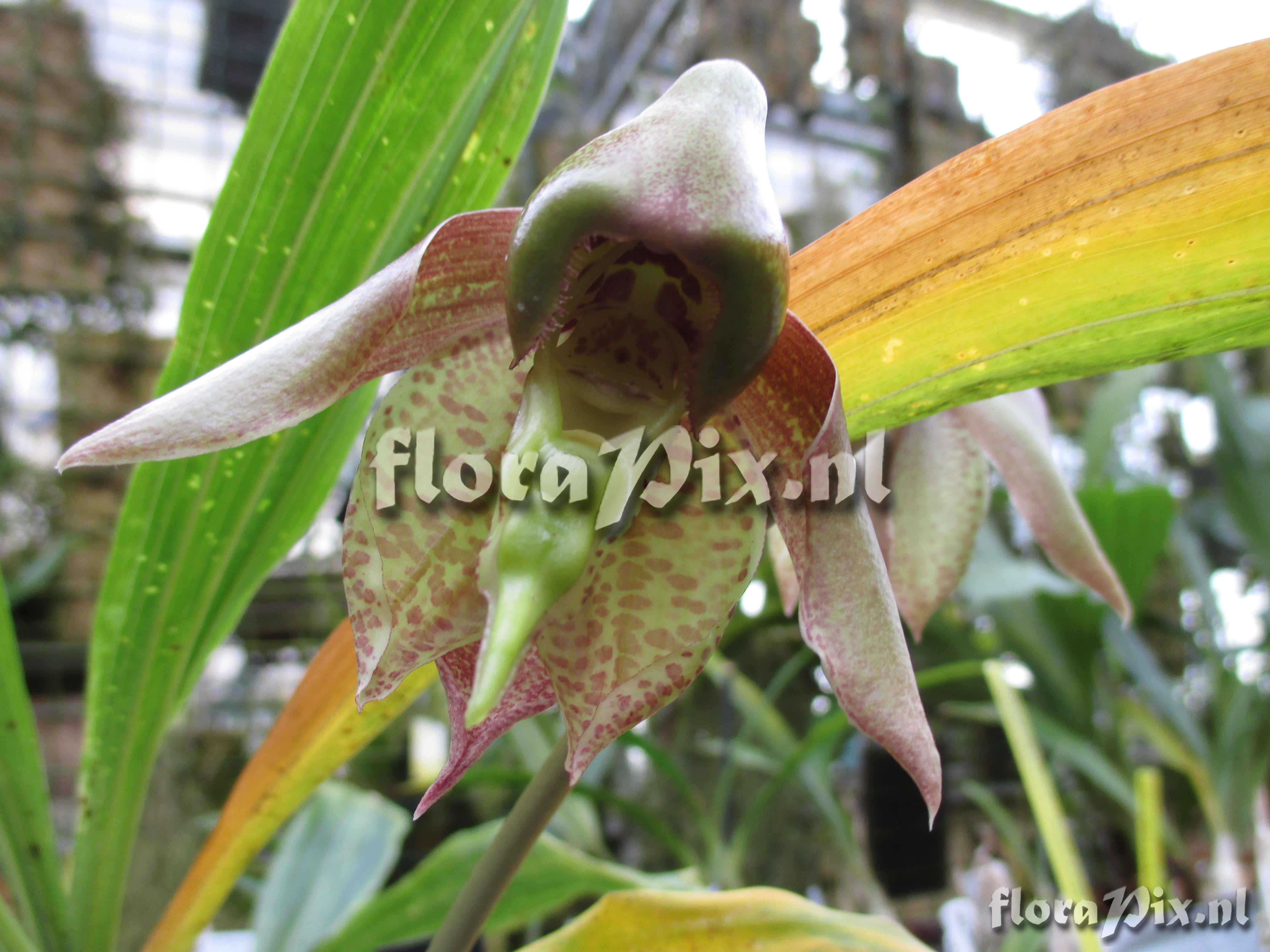 Catasetum maculatum