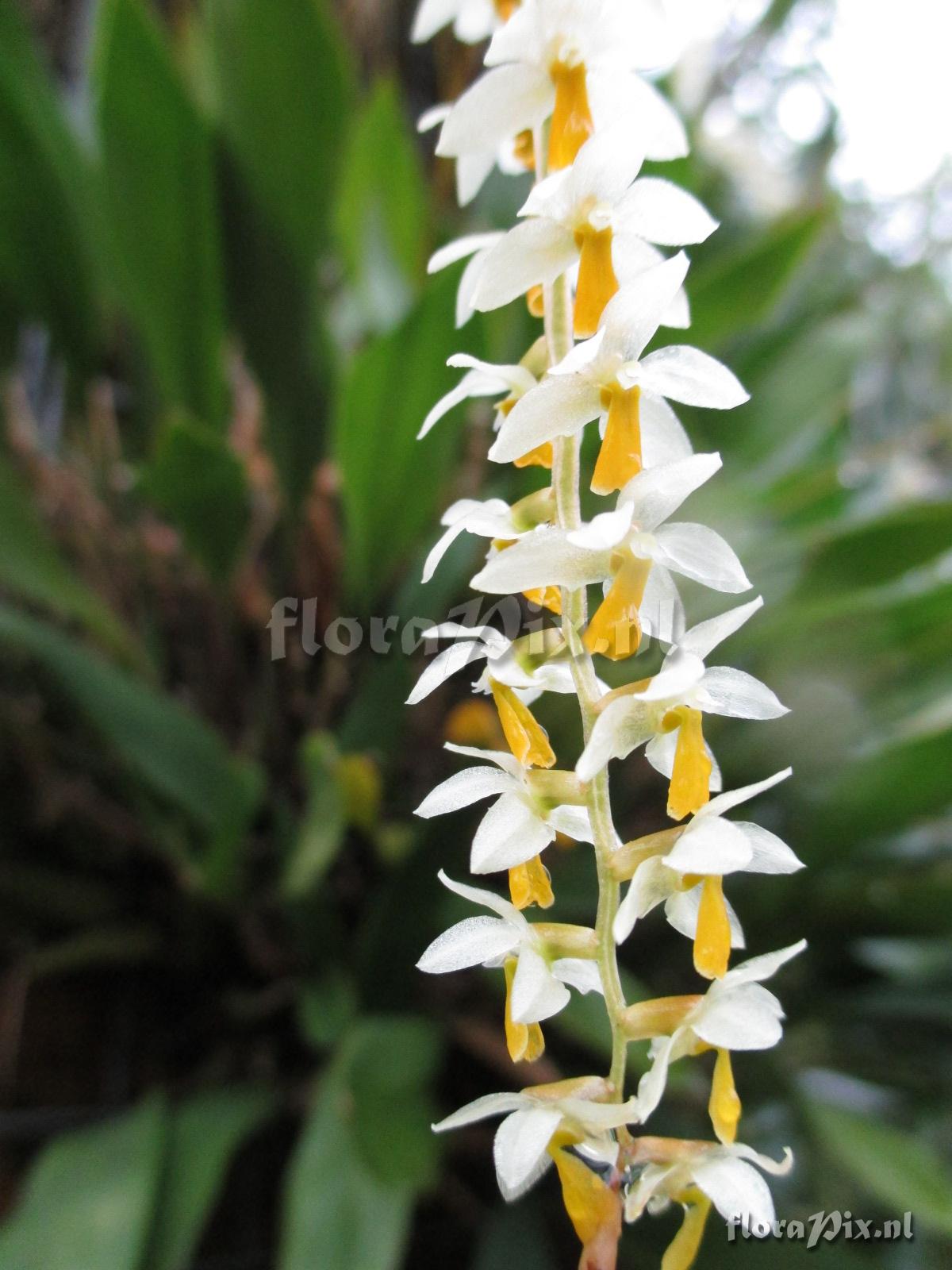 Dendrochilum cobbianum