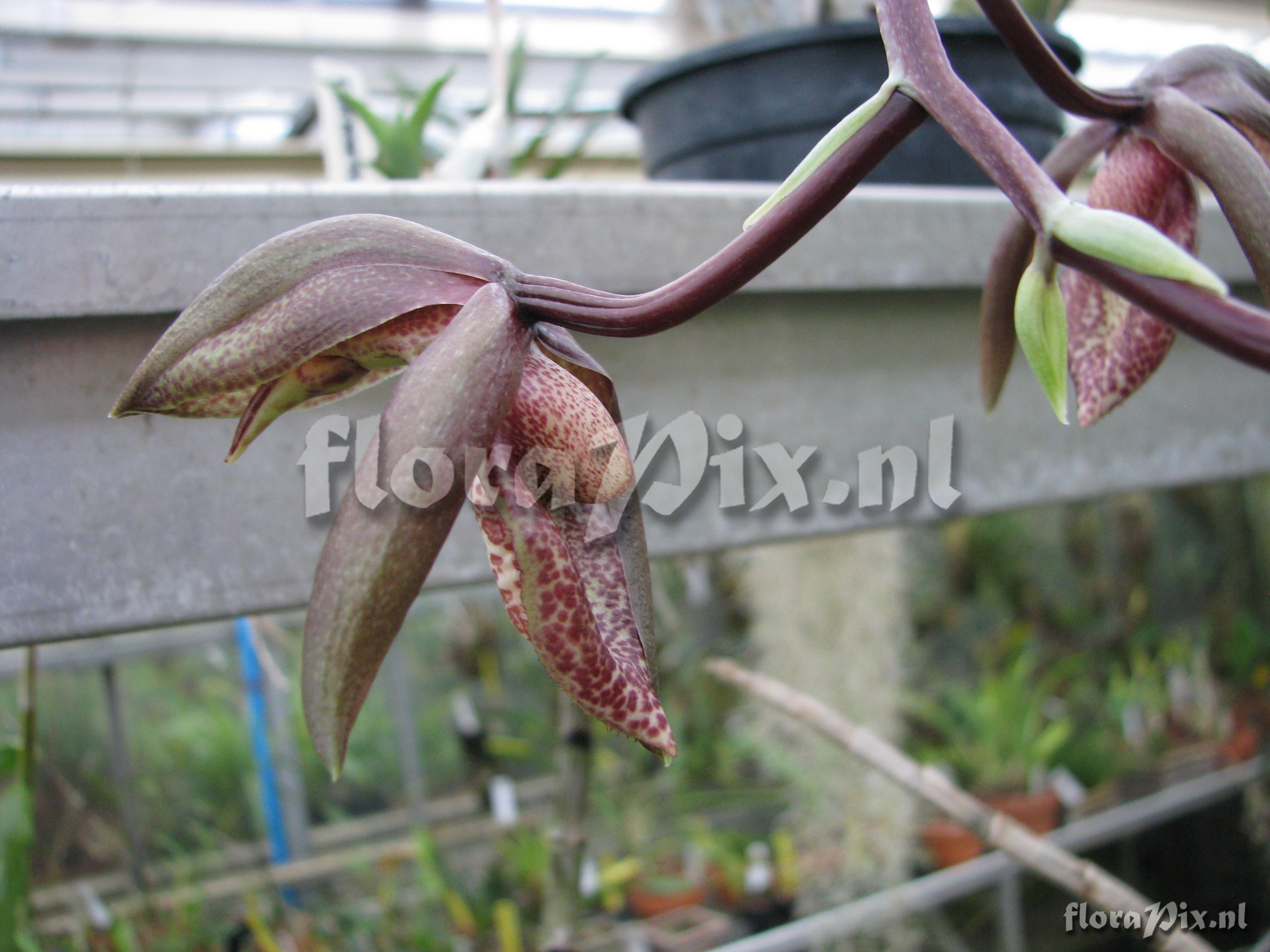 Catasetum tabulare