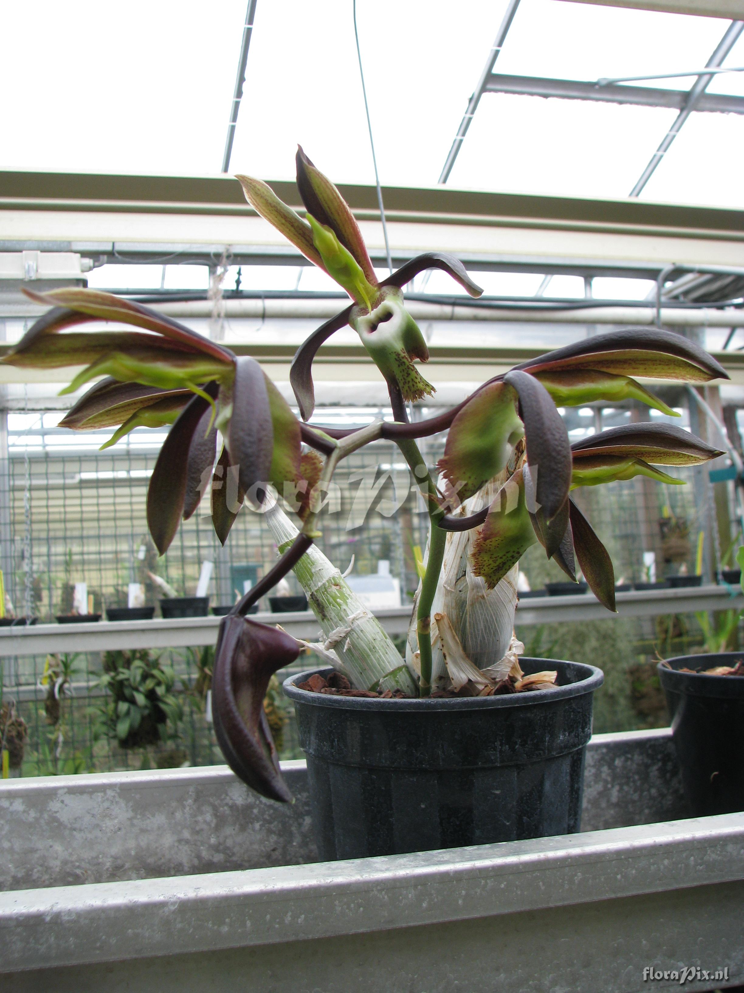 Catasetum spec. of topuanum