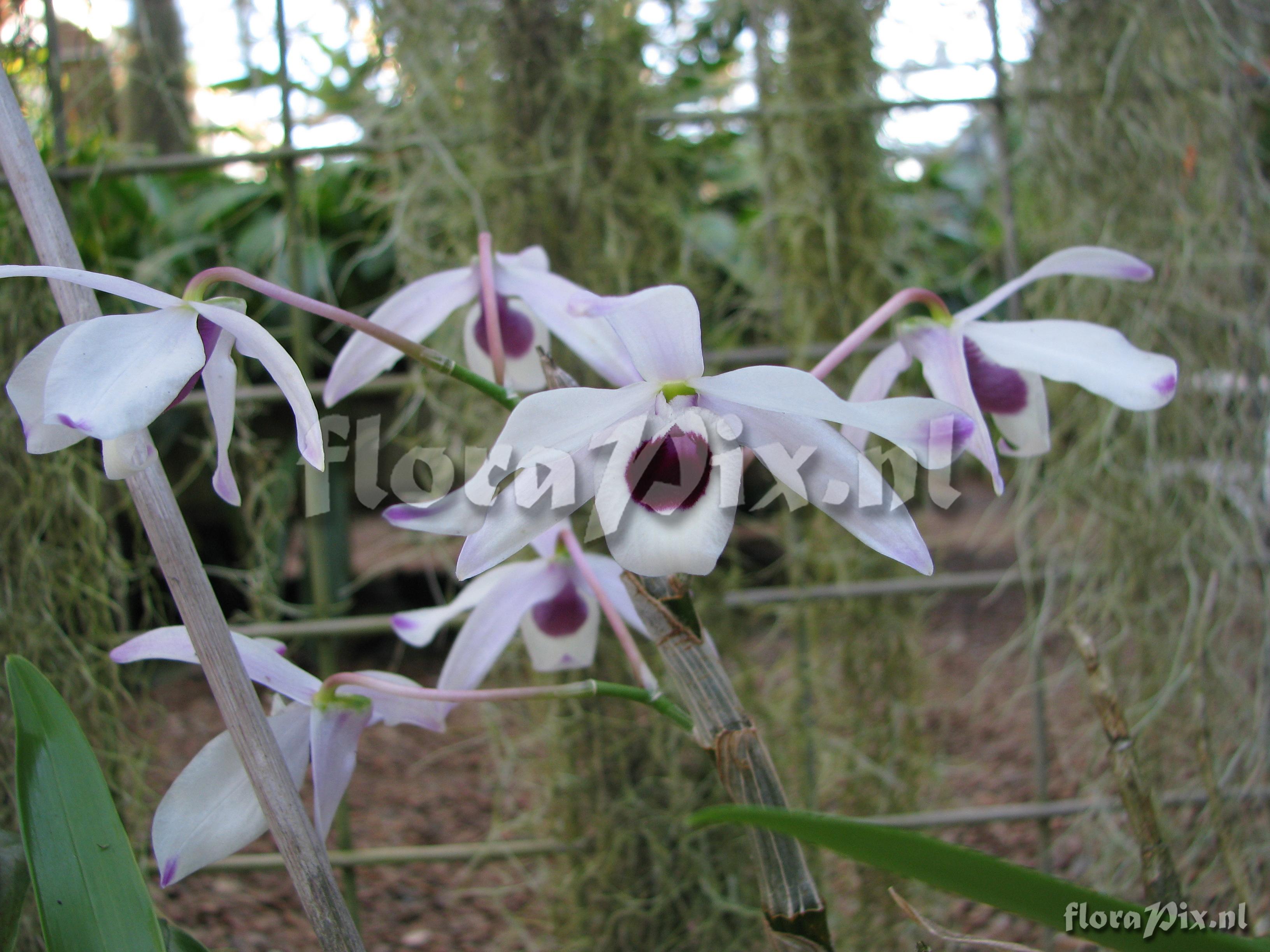 Dendrobium nobile var. nobile