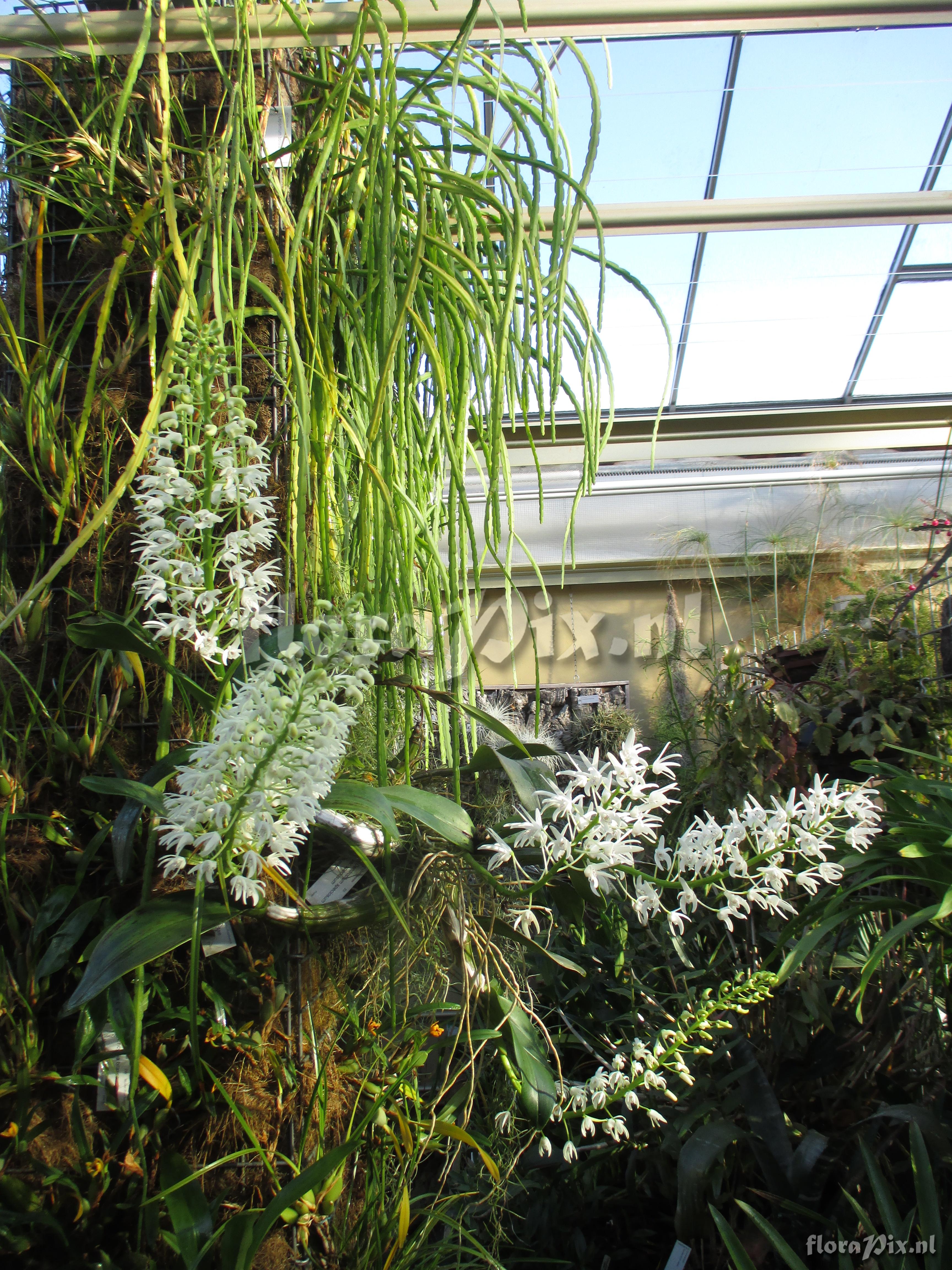 Dendrobium speciosum var. speciosum